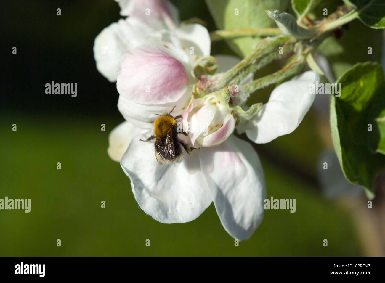 Melo blooming Foto Stock