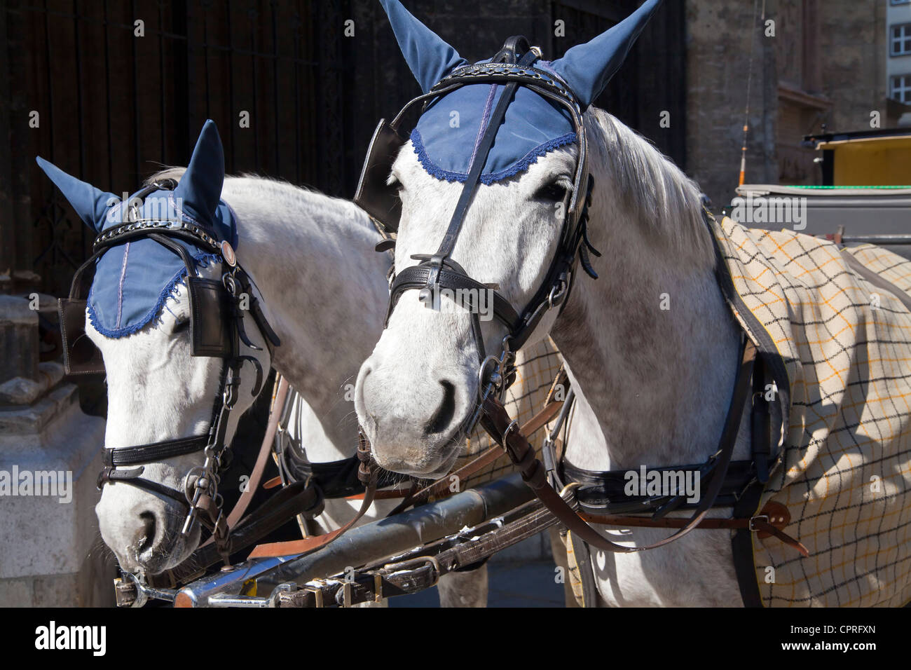 Carrello Fiaker horse con orecchio blu copre, Vienna, Austria Foto Stock