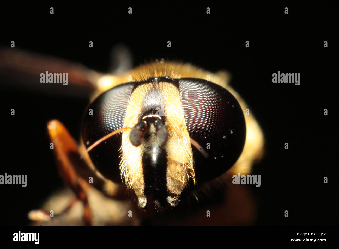 Sunfly (Sericomyia silentis) Foto Stock