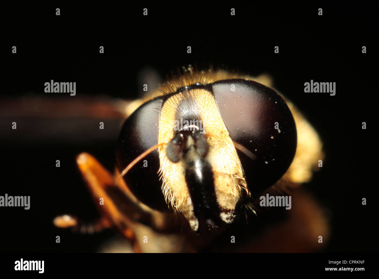 Sunfly (Sericomyia silentis) Foto Stock