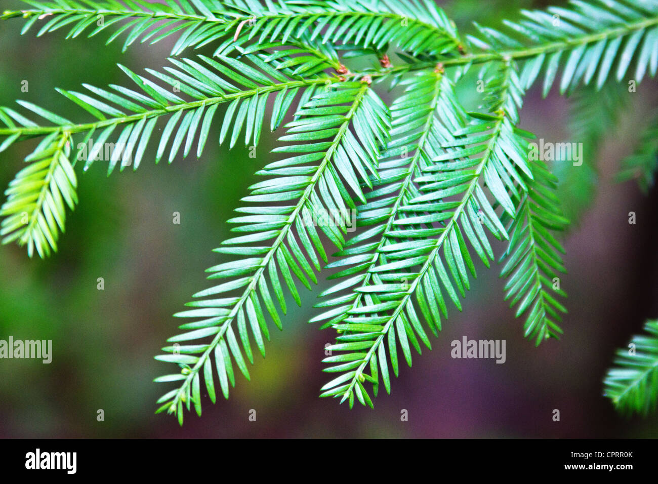 Primo piano della coast redwood ramo (Sequoia sempervirens) Foto Stock