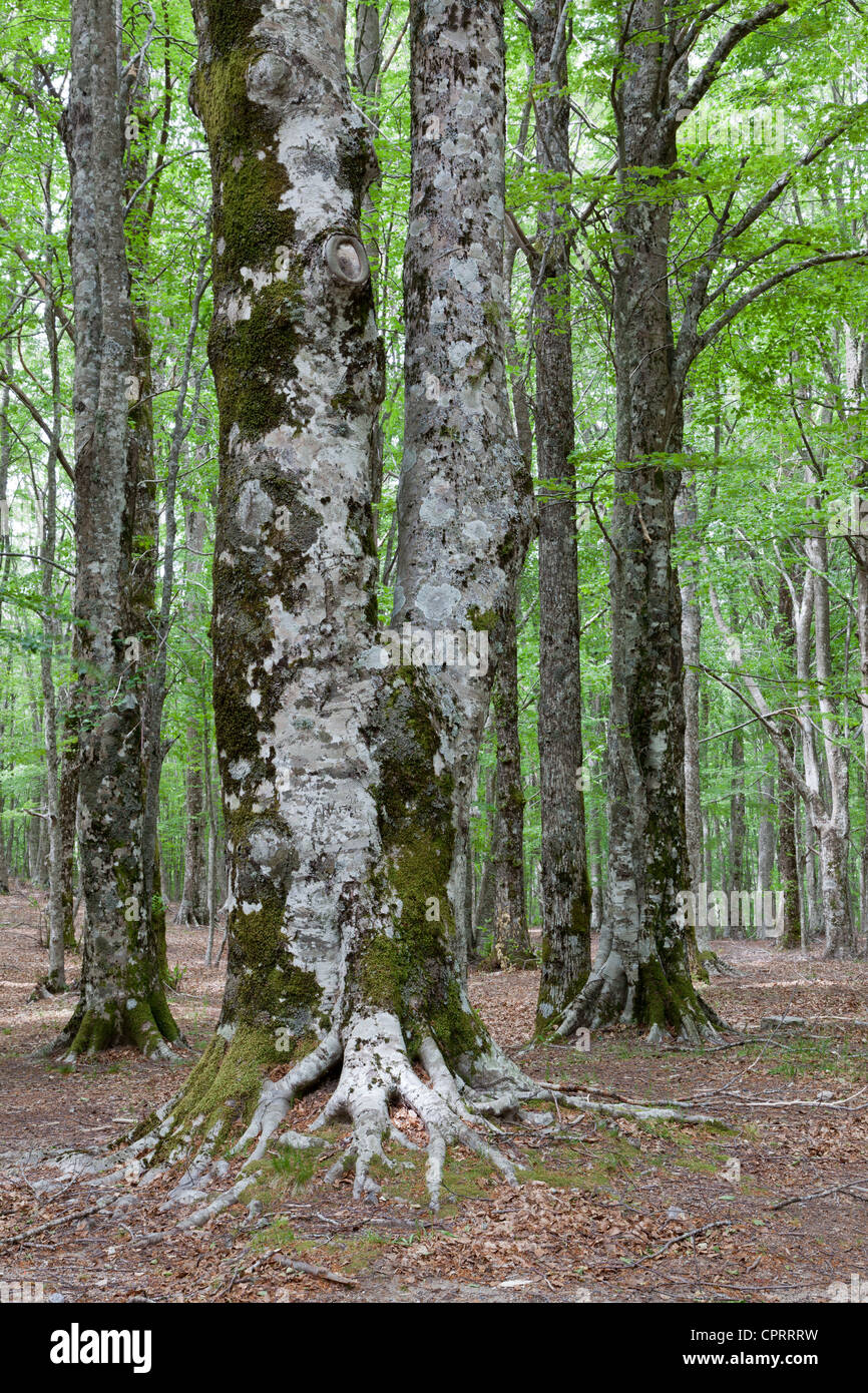 In legno di faggio, bosco di Stilo, Calabria, Italia Foto Stock