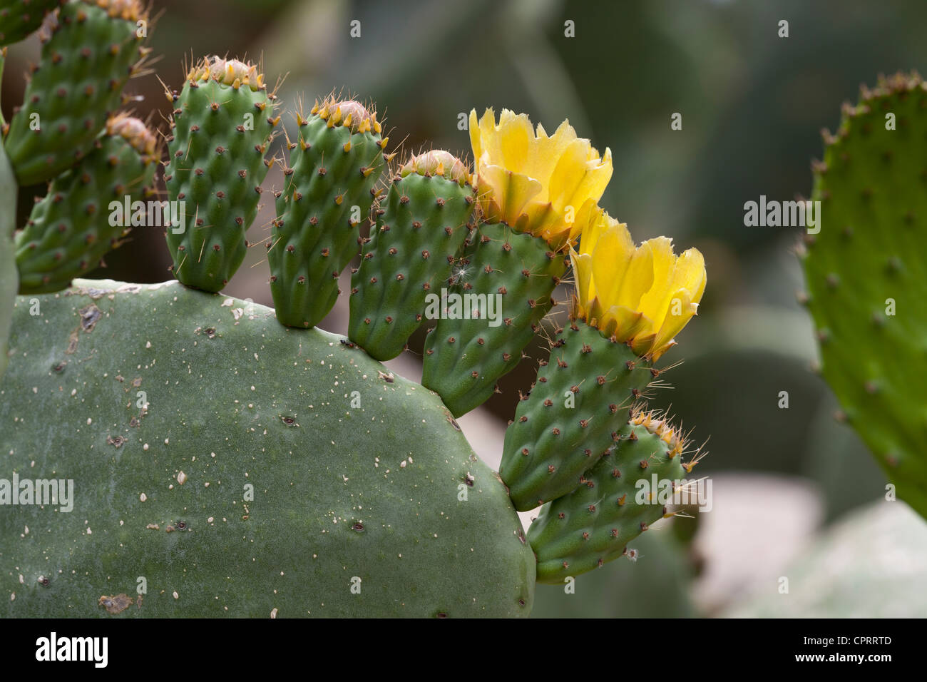 Ficodindia, specie di Opuntia, stilo, Calabria, Italia Foto Stock