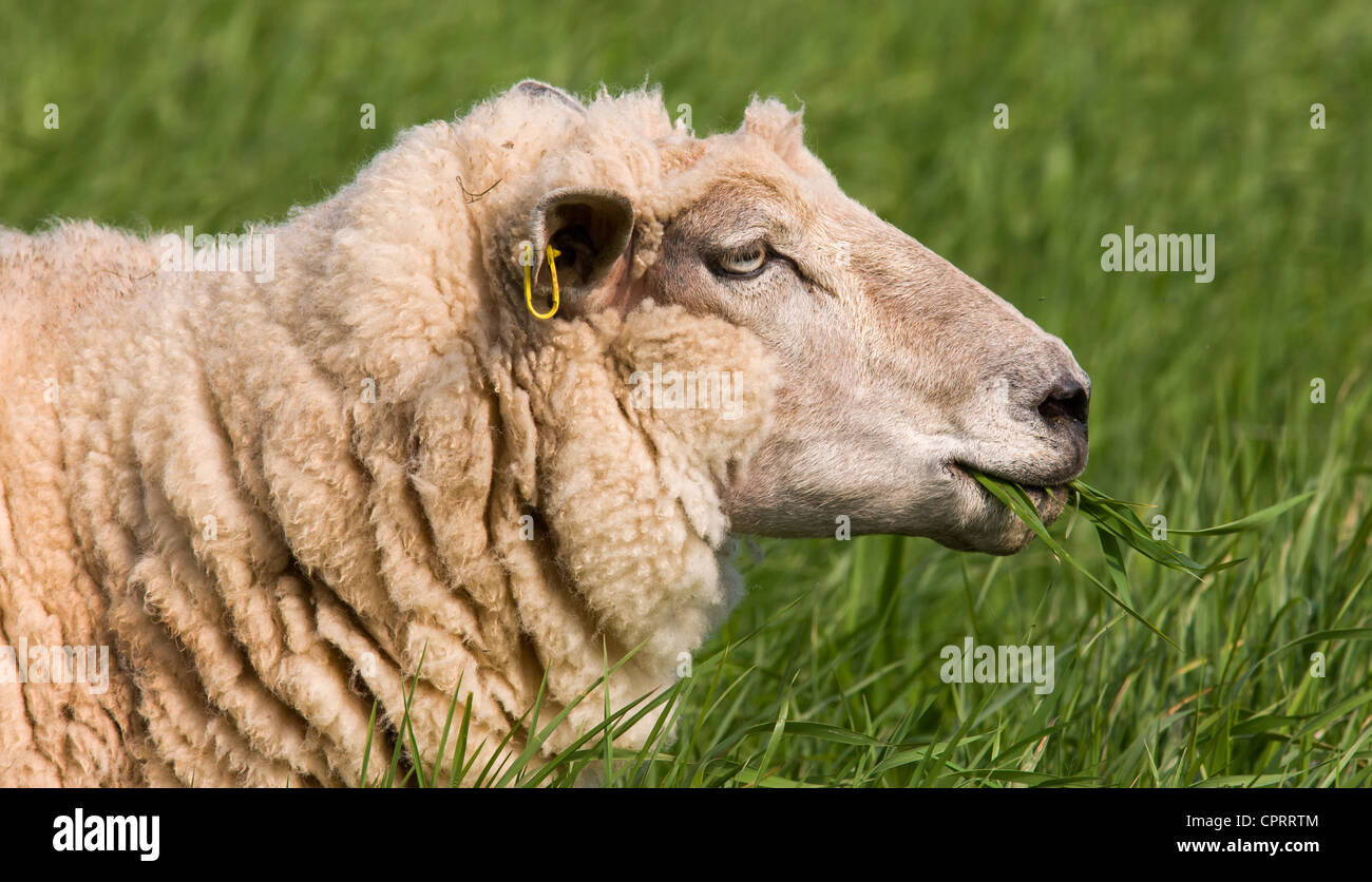 Lato ritratto di una pecora masticare erba lunga in un campo di Mendip Hills Somerset Foto Stock