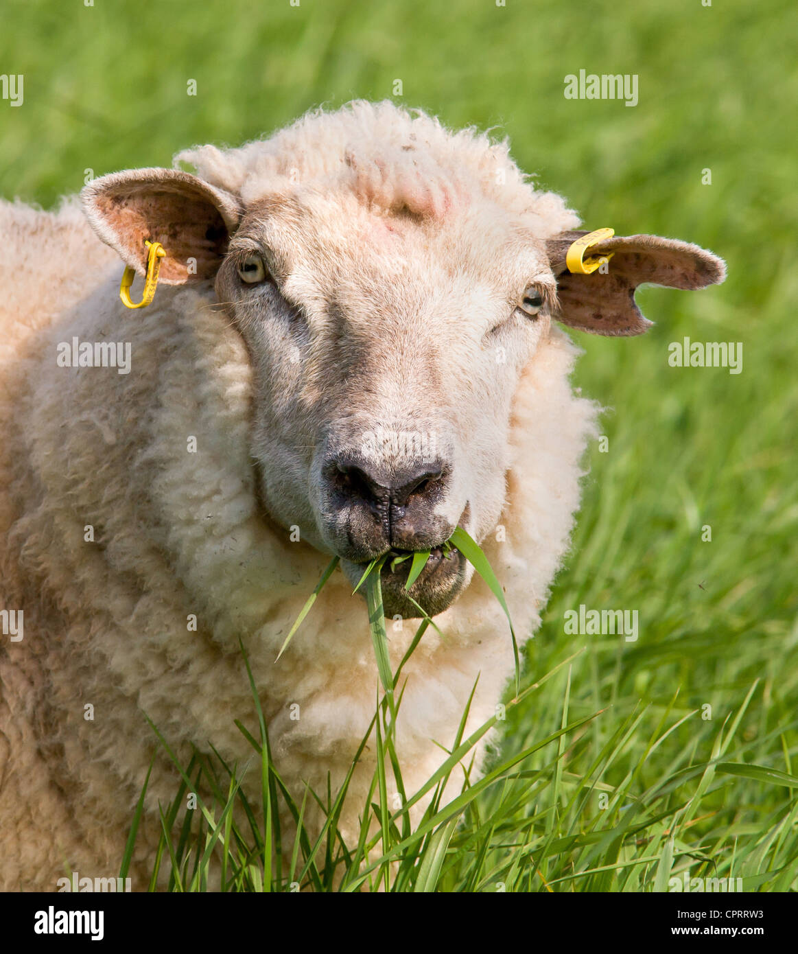 Ritratto di una pecora masticare erba lunga in un campo di Mendip Hills Somerset Foto Stock