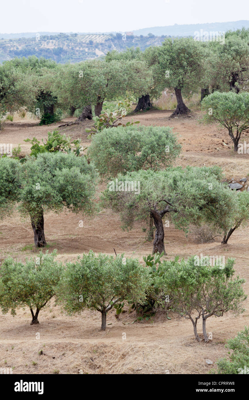 Alberi di ulivo, Olea europaea, vicino a stilo, Calabria, Italia Foto Stock
