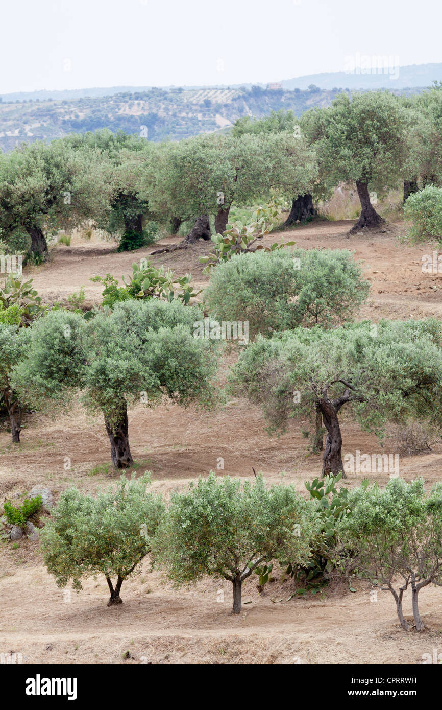 Alberi di ulivo, Olea europaea, vicino a stilo, Calabria, Italia Foto Stock