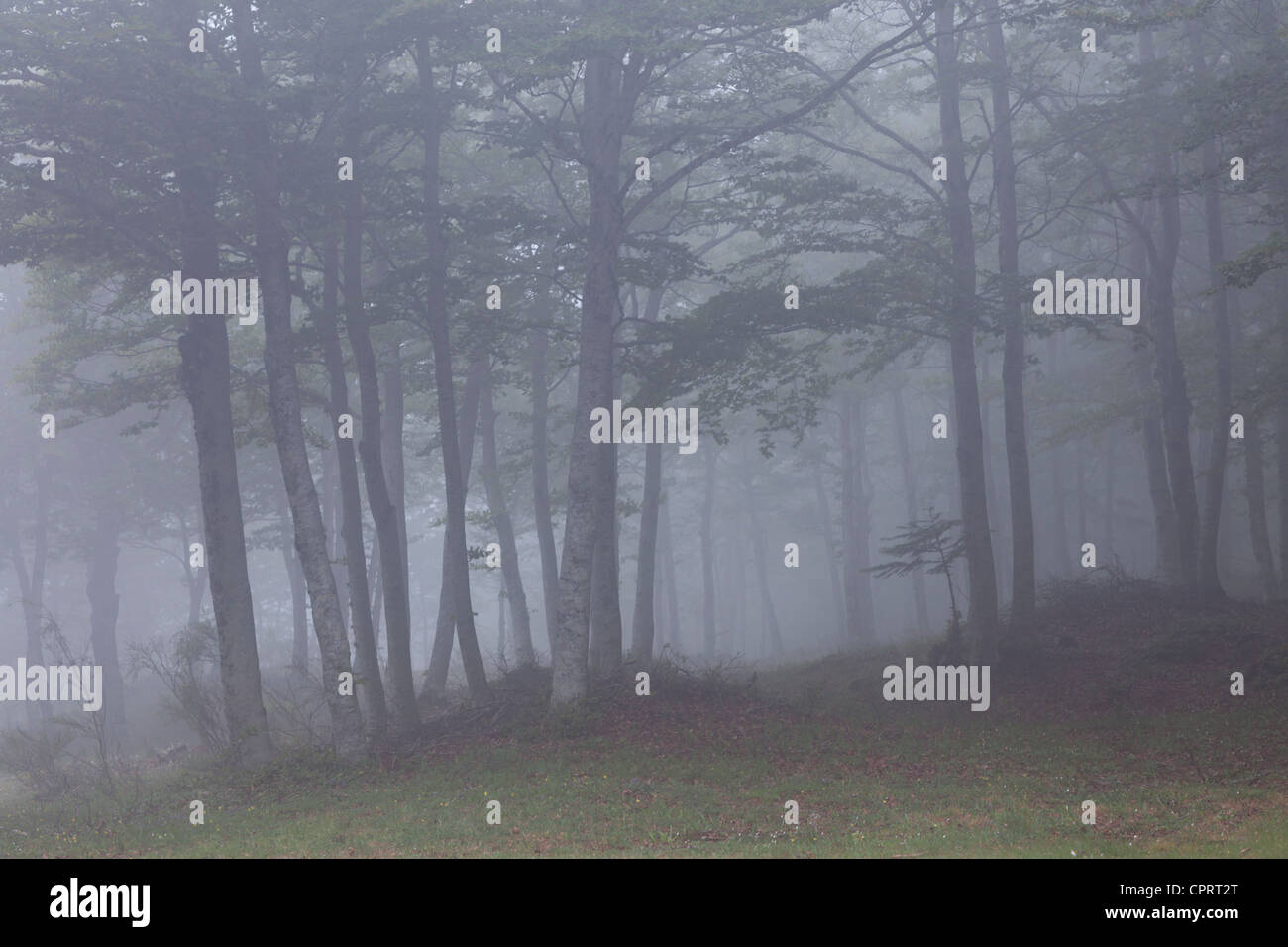 Faggi nella nebbia, bosco di Stilo, Calabria, Italia Foto Stock