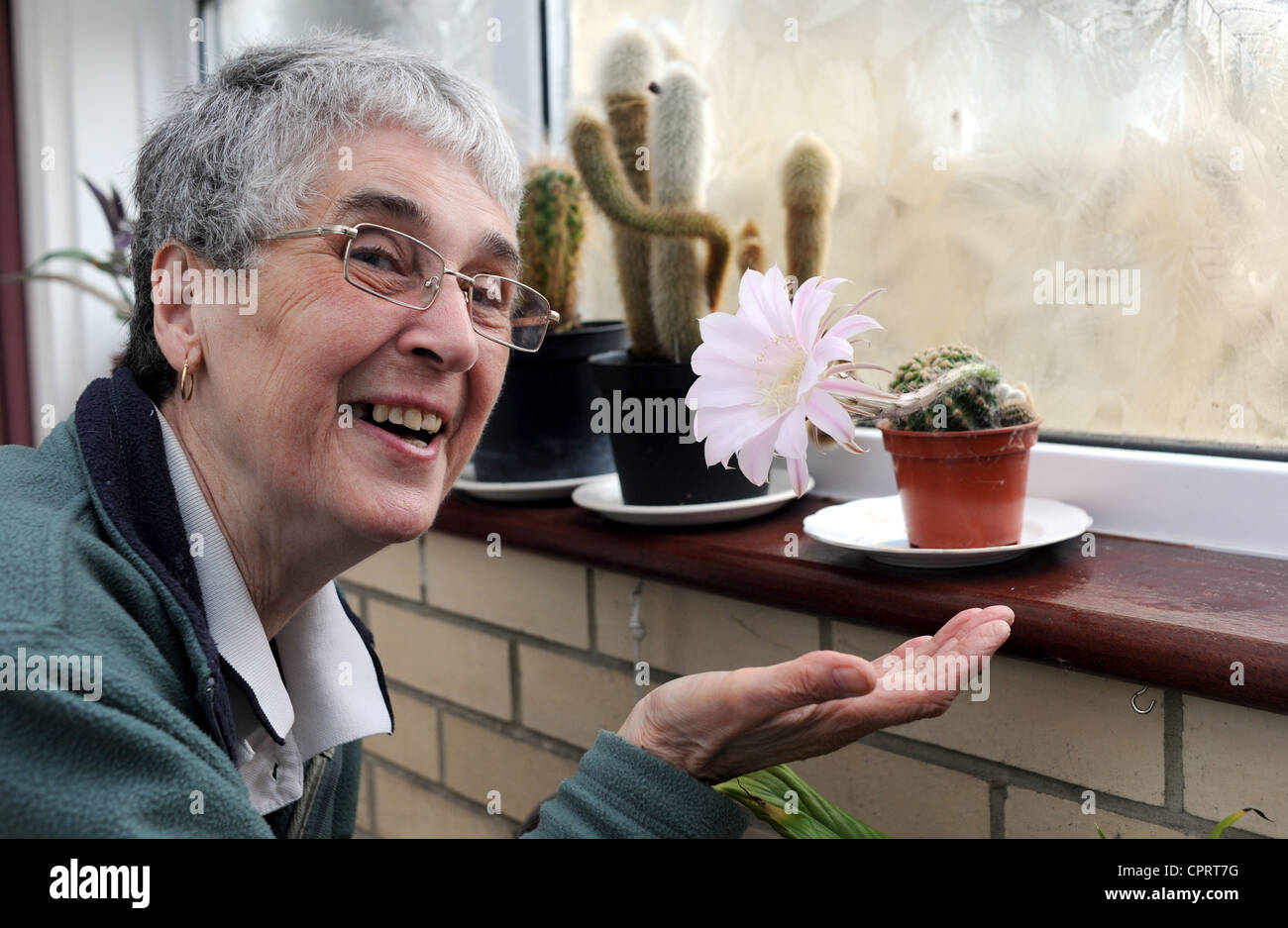 Val marrone da Hove è rimasto scioccato di vedere uno dei suoi cactus fioritura per la prima volta dopo aver nutrito per 25 anni Foto Stock