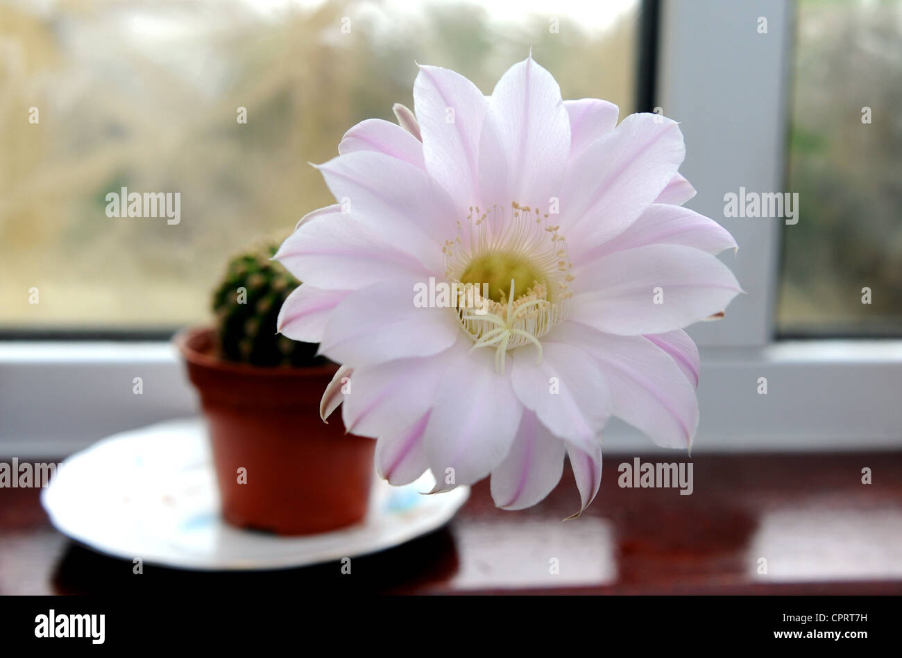 Val marrone da Hove è rimasto scioccato di vedere uno dei suoi cactus fioritura per la prima volta dopo aver nutrito per 25 anni Foto Stock