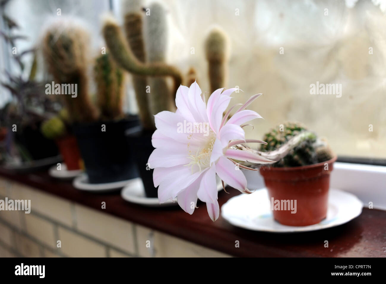 Val marrone da Hove è rimasto scioccato di vedere uno dei suoi cactus fioritura per la prima volta dopo aver nutrito per 25 anni Foto Stock