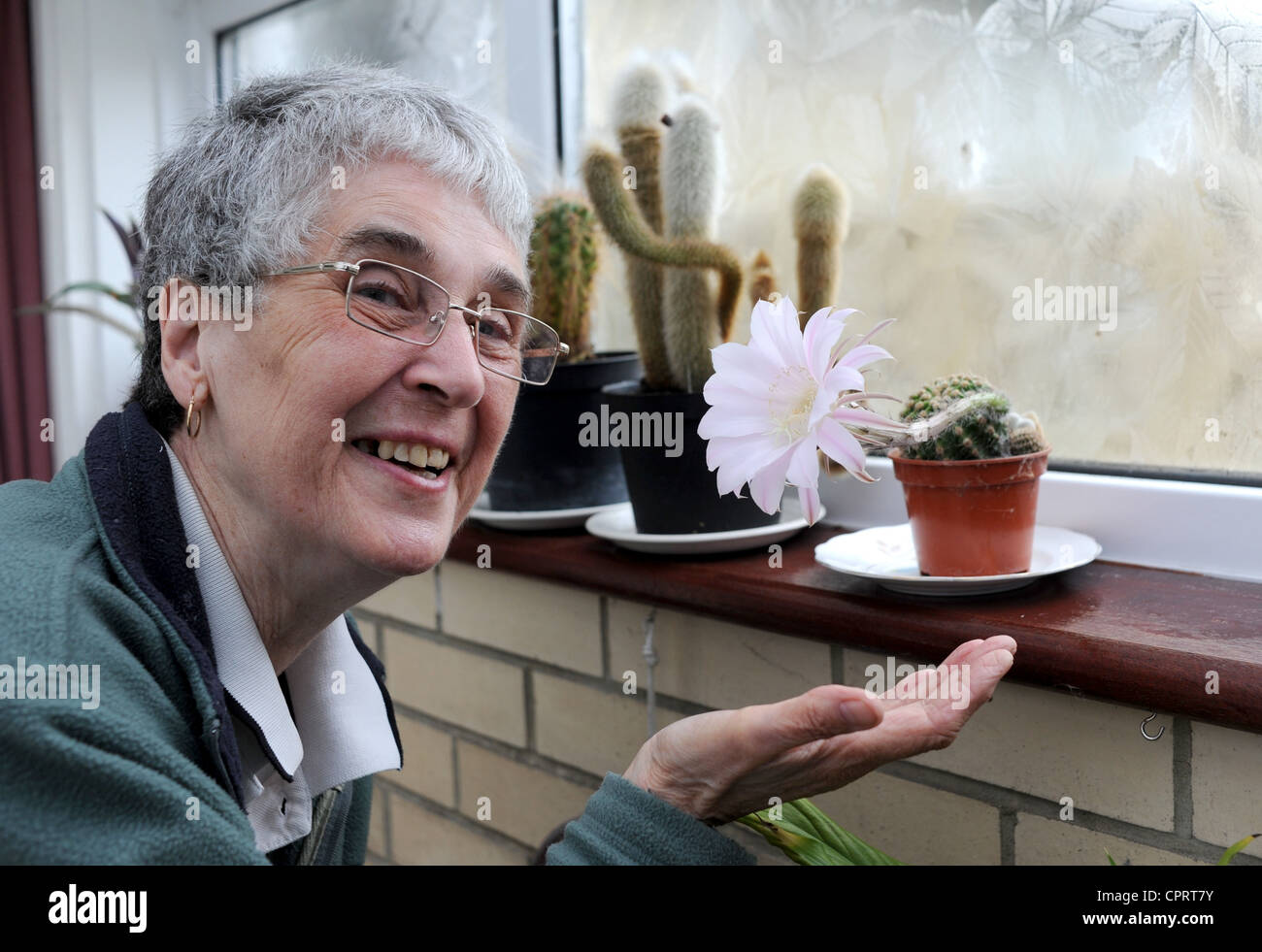 Val marrone da Hove è rimasto scioccato di vedere uno dei suoi cactus fioritura per la prima volta dopo aver nutrito per 25 anni Foto Stock
