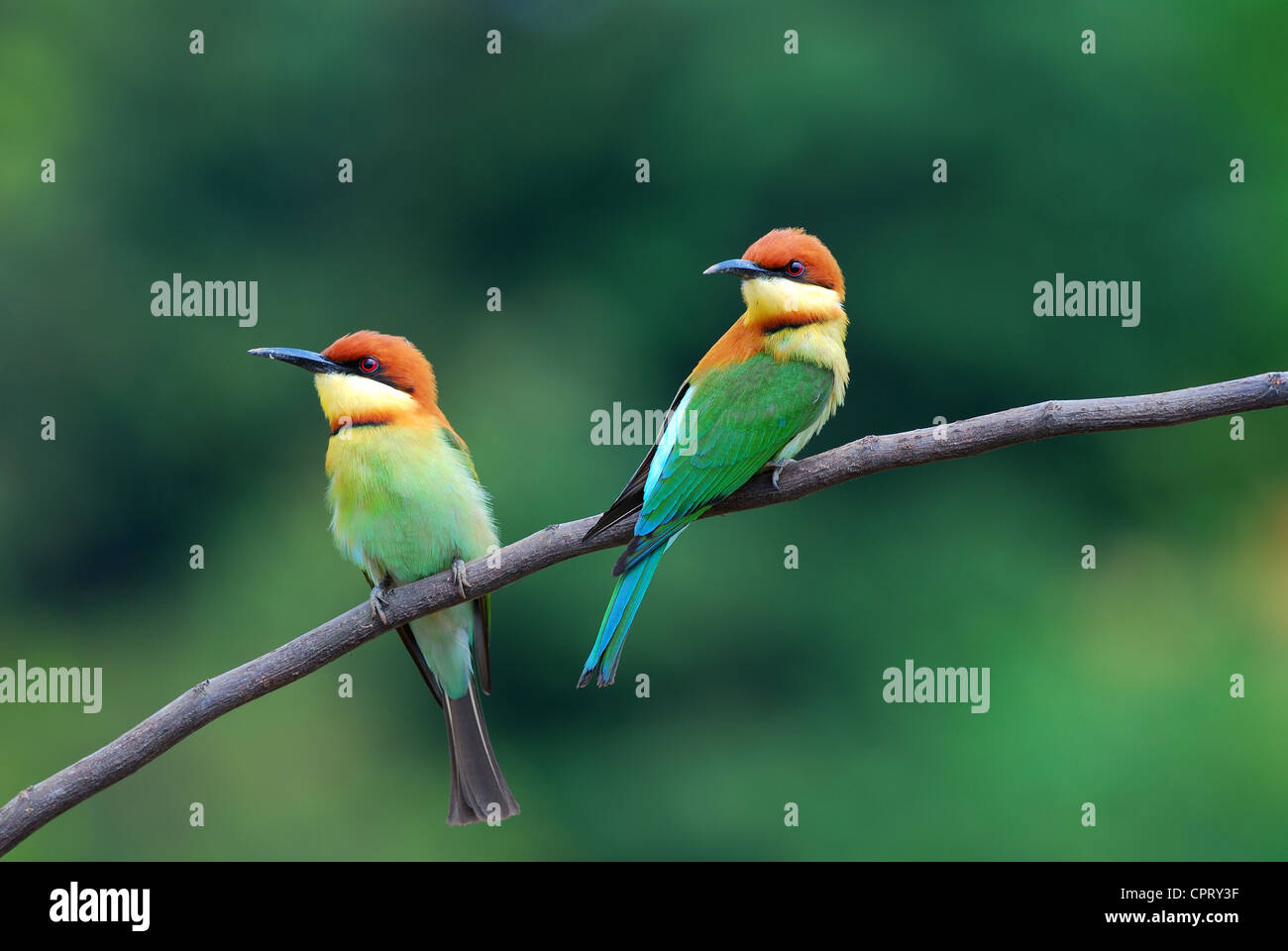 Bella testa di castagno bee eater (Merops leschenaulti) possing Foto Stock