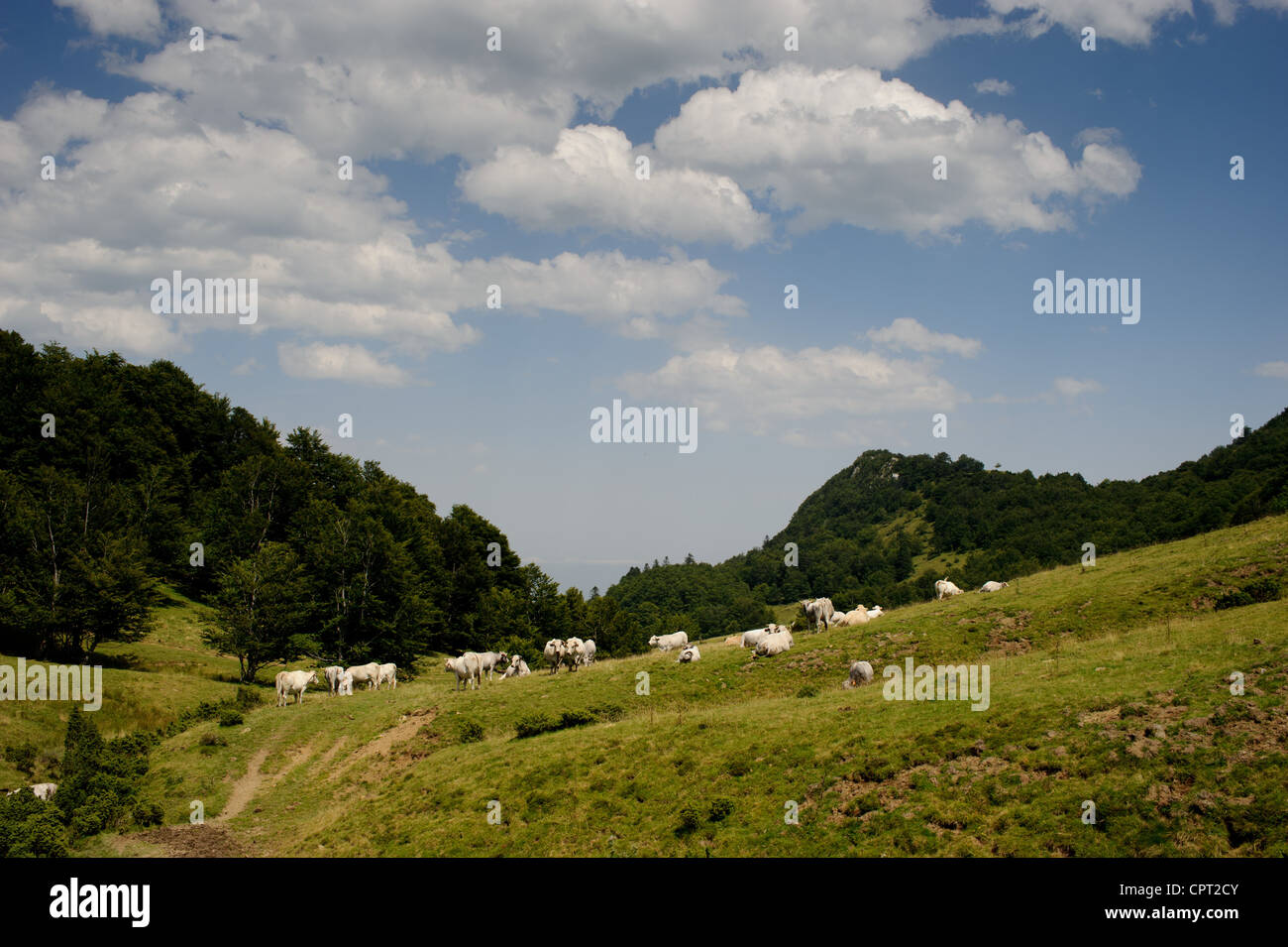 Scenic viste rurali del paesaggio vicino alla città di Aspet, ai piedi dei Pirenei, Francia. Foto Stock