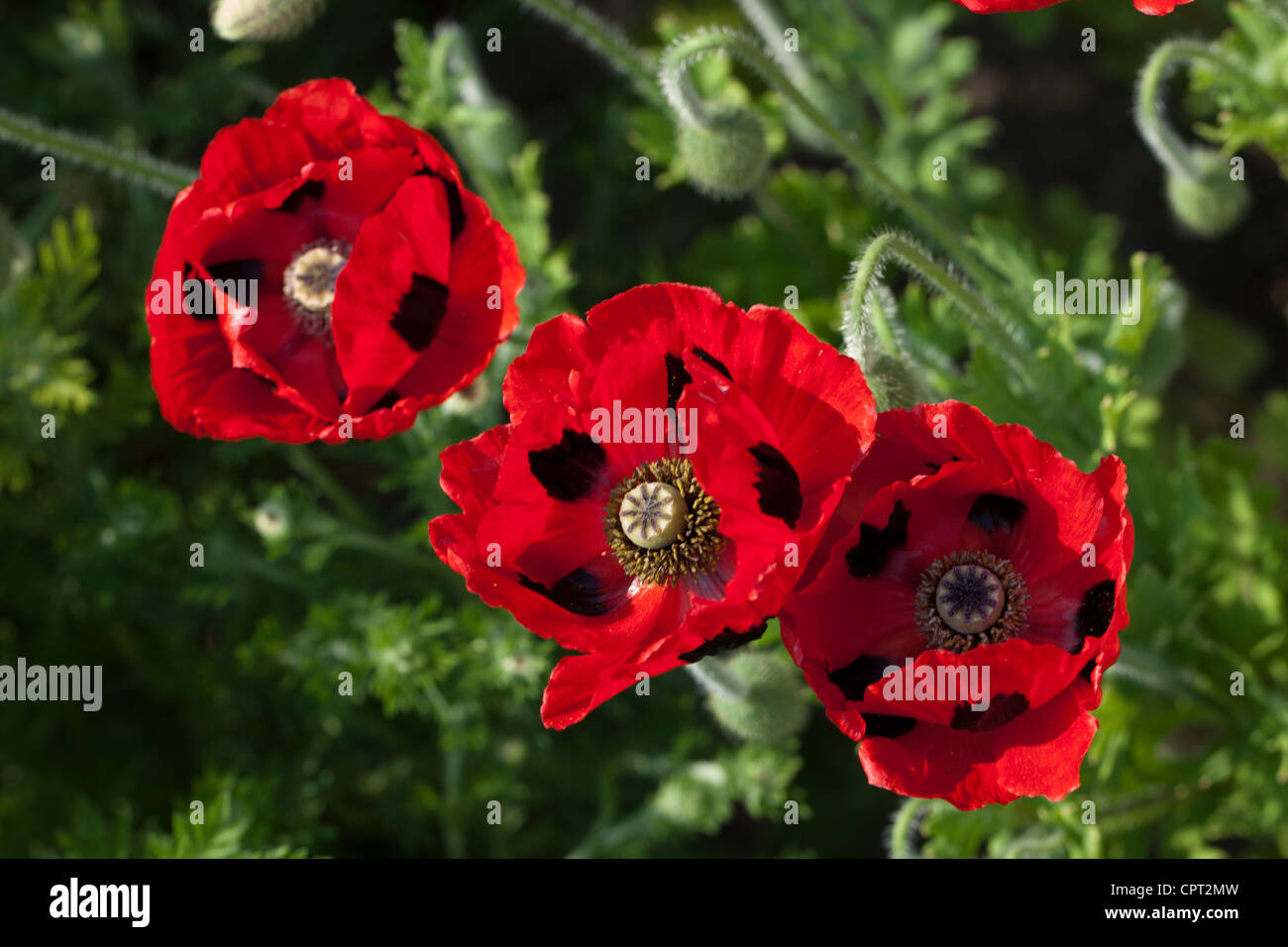 Rosso "coccinella" papaveri Foto Stock