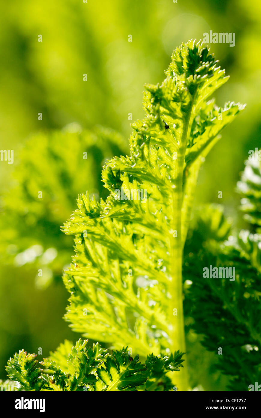 Tanacetum vulgare, retroilluminato Tansy foglie in primavera Foto Stock