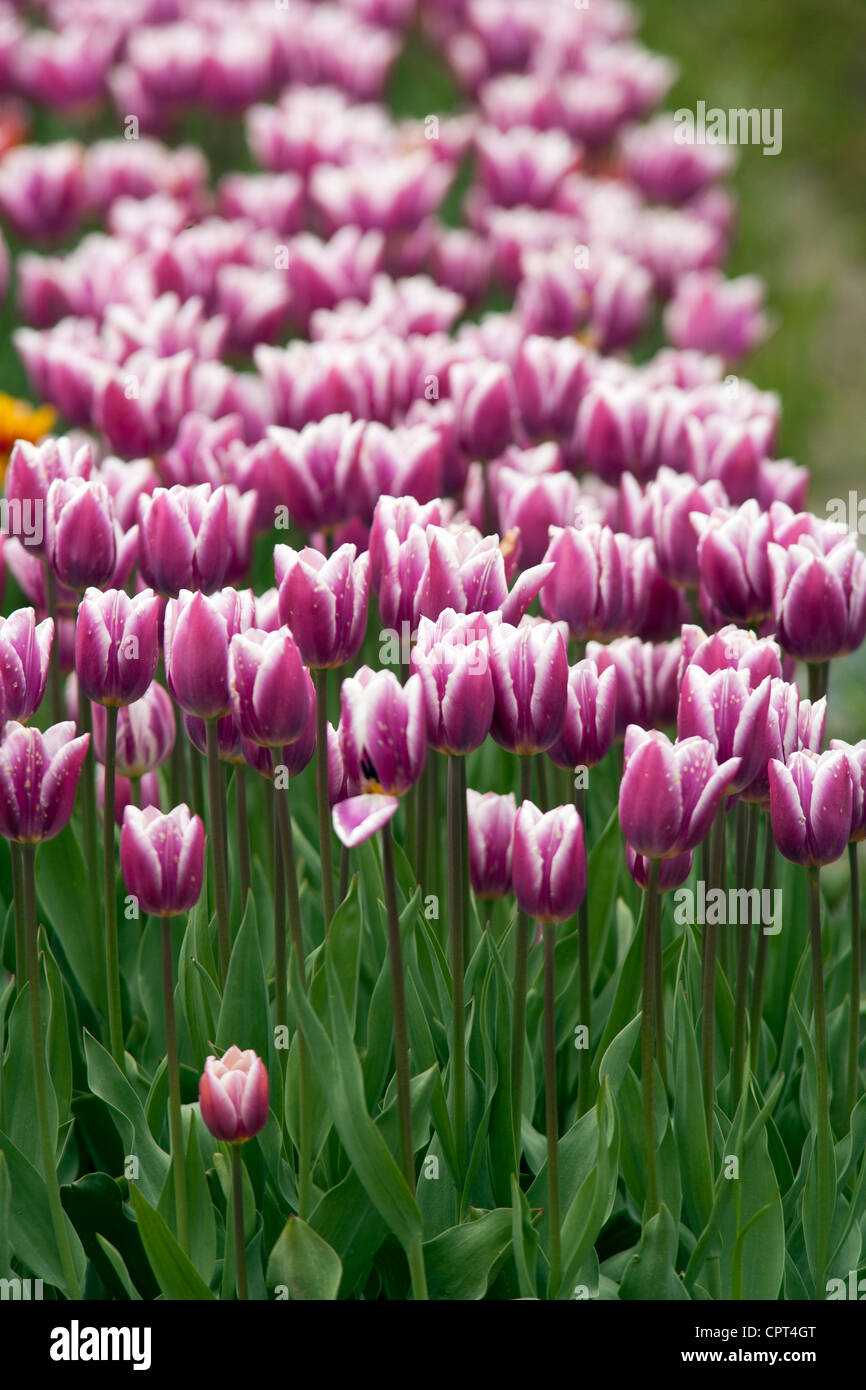 Tulipani - Isola degli uccelli marini - vicino a Agassiz, British Columbia, Canada Foto Stock