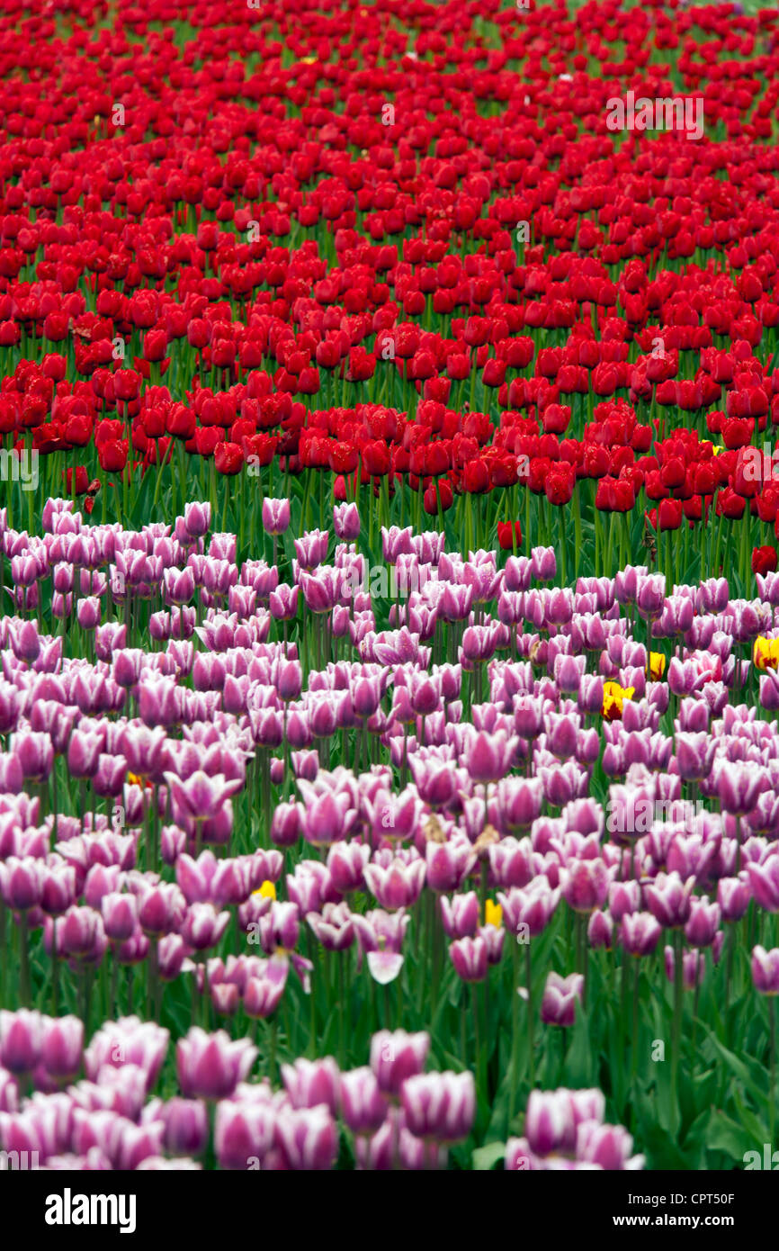 Tulipani - Isola degli uccelli marini - vicino a Agassiz, British Columbia, Canada Foto Stock