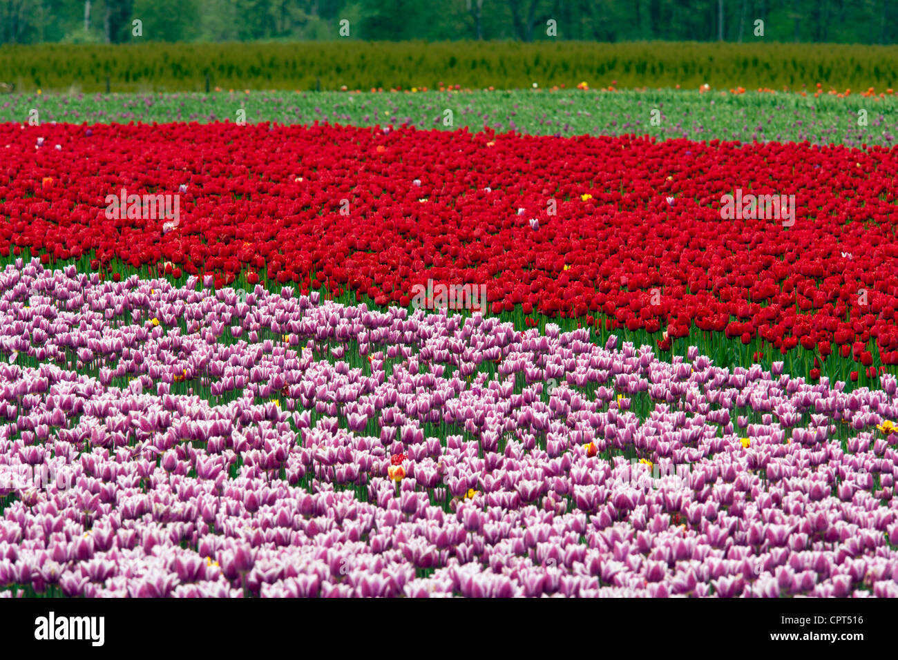 Tulipani - Isola degli uccelli marini - vicino a Agassiz, British Columbia, Canada Foto Stock
