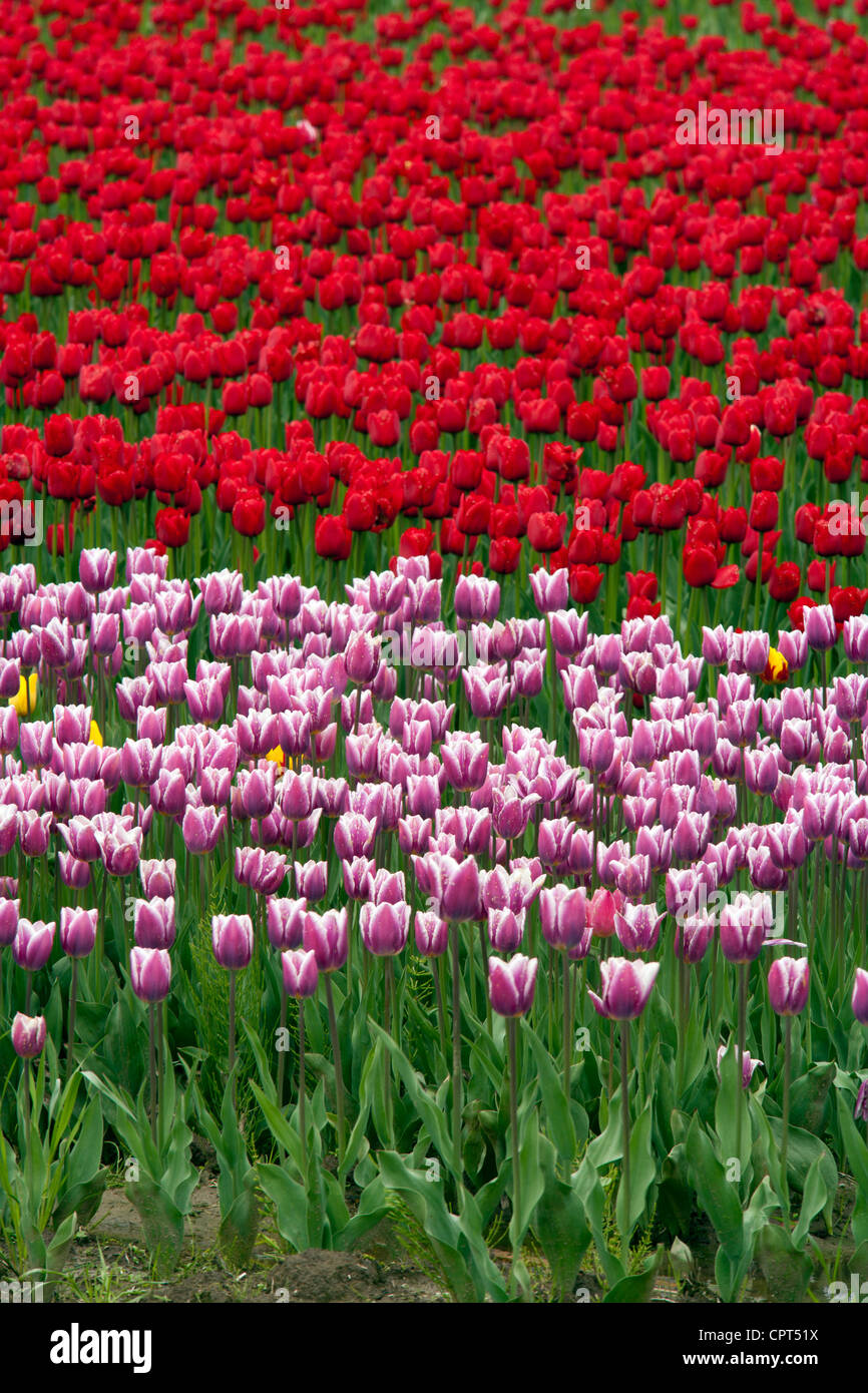 Tulipani - Isola degli uccelli marini - vicino a Agassiz, British Columbia, Canada Foto Stock