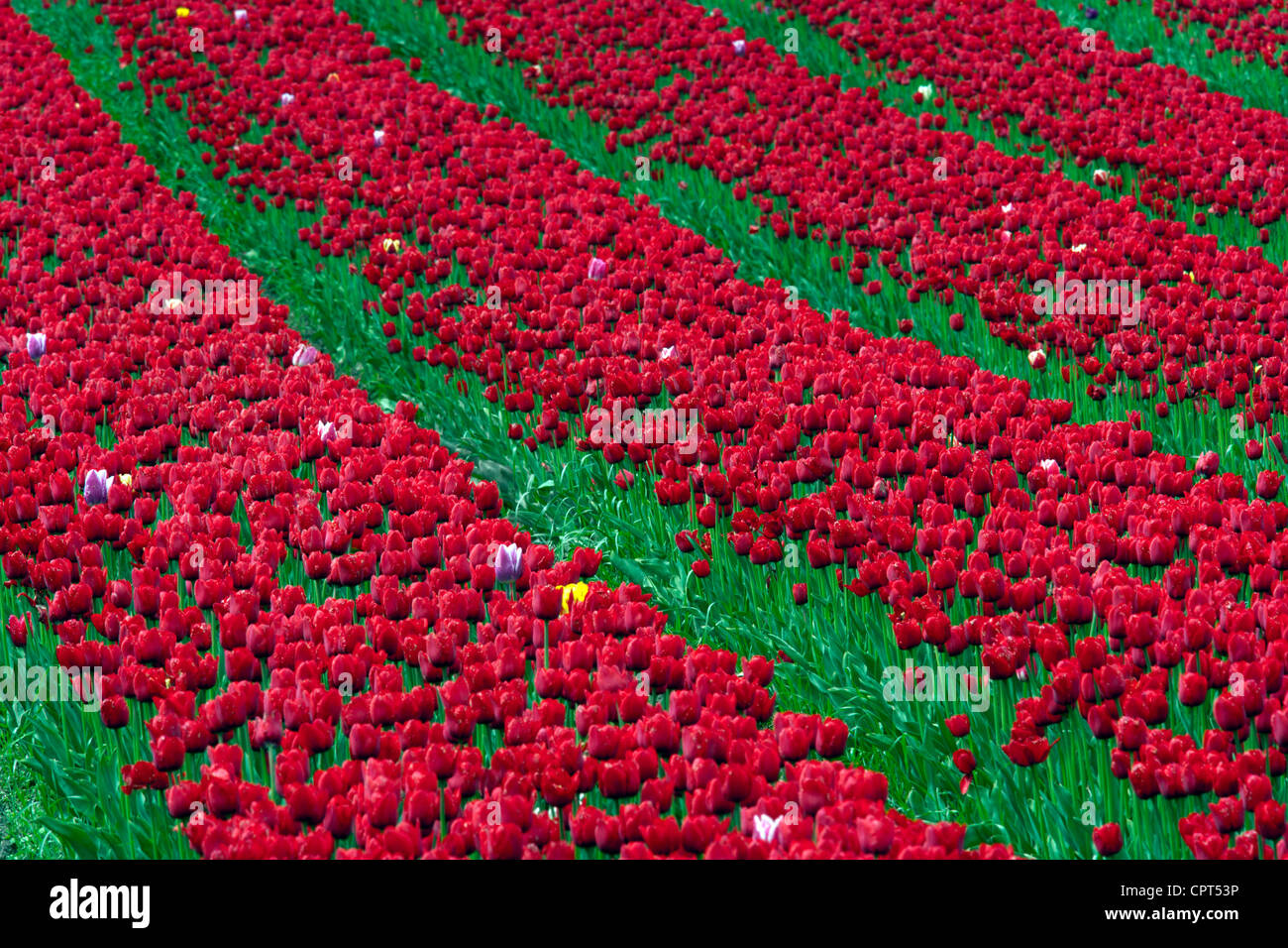 Tulipani - Isola degli uccelli marini - vicino a Agassiz, British Columbia, Canada Foto Stock