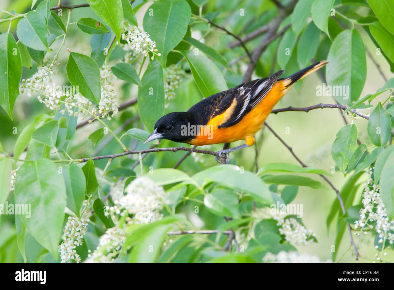 Uccello Baltimore Oriole songbird arroccato in fiori di ciliegio Nero Foto Stock