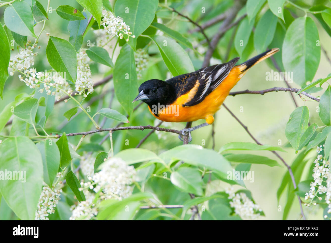 Uccello Baltimore Oriole songbird arroccato in fiori di ciliegio Nero Foto Stock