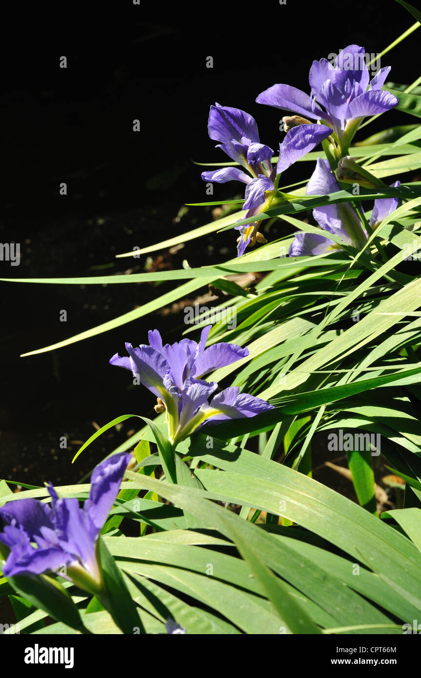 Spiderwort Concord fiori di uva Foto Stock