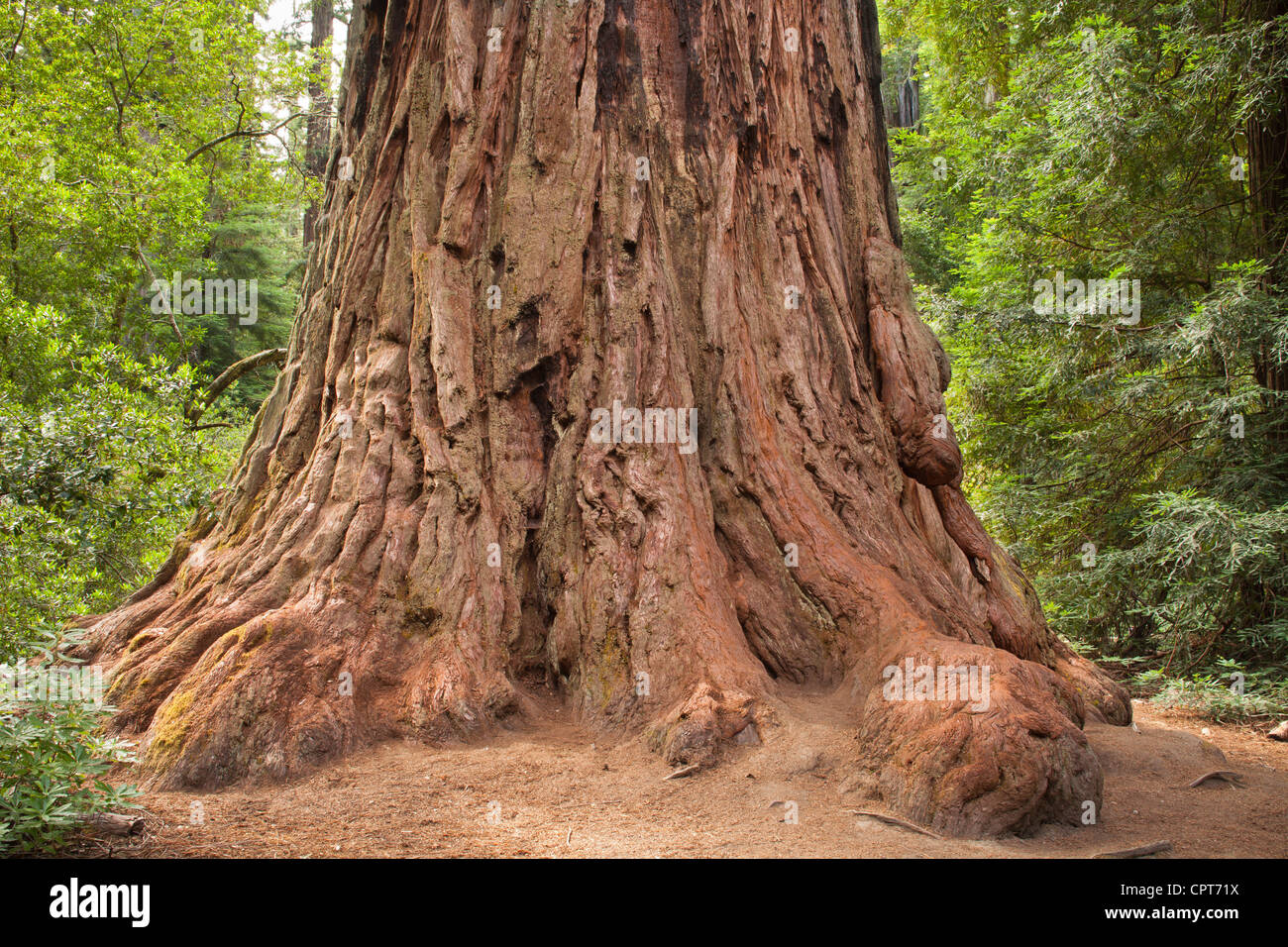 Padre della foresta albero di sequoia. Big Basin Redwoods State Park, California. Foto Stock