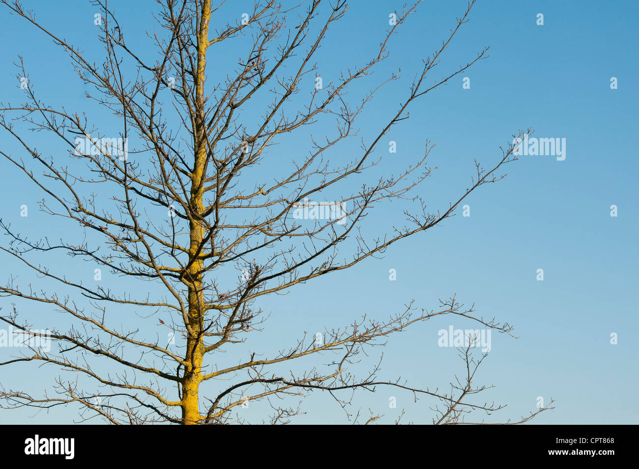 Quercus cerris. Quercia di tacchino all'inizio della primavera. REGNO UNITO Foto Stock