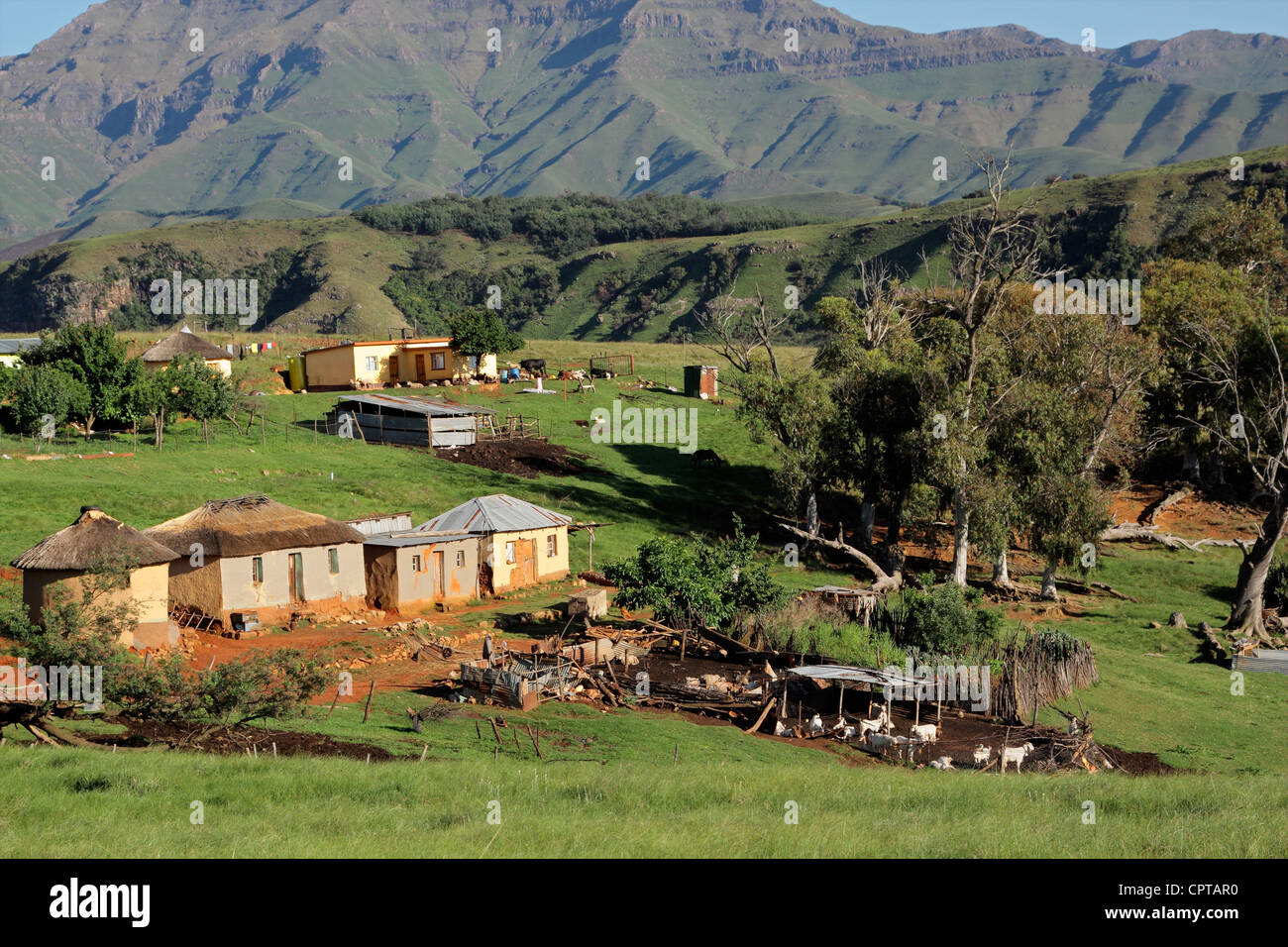 Insediamento rurale con bestiame, Sud Africa Foto Stock