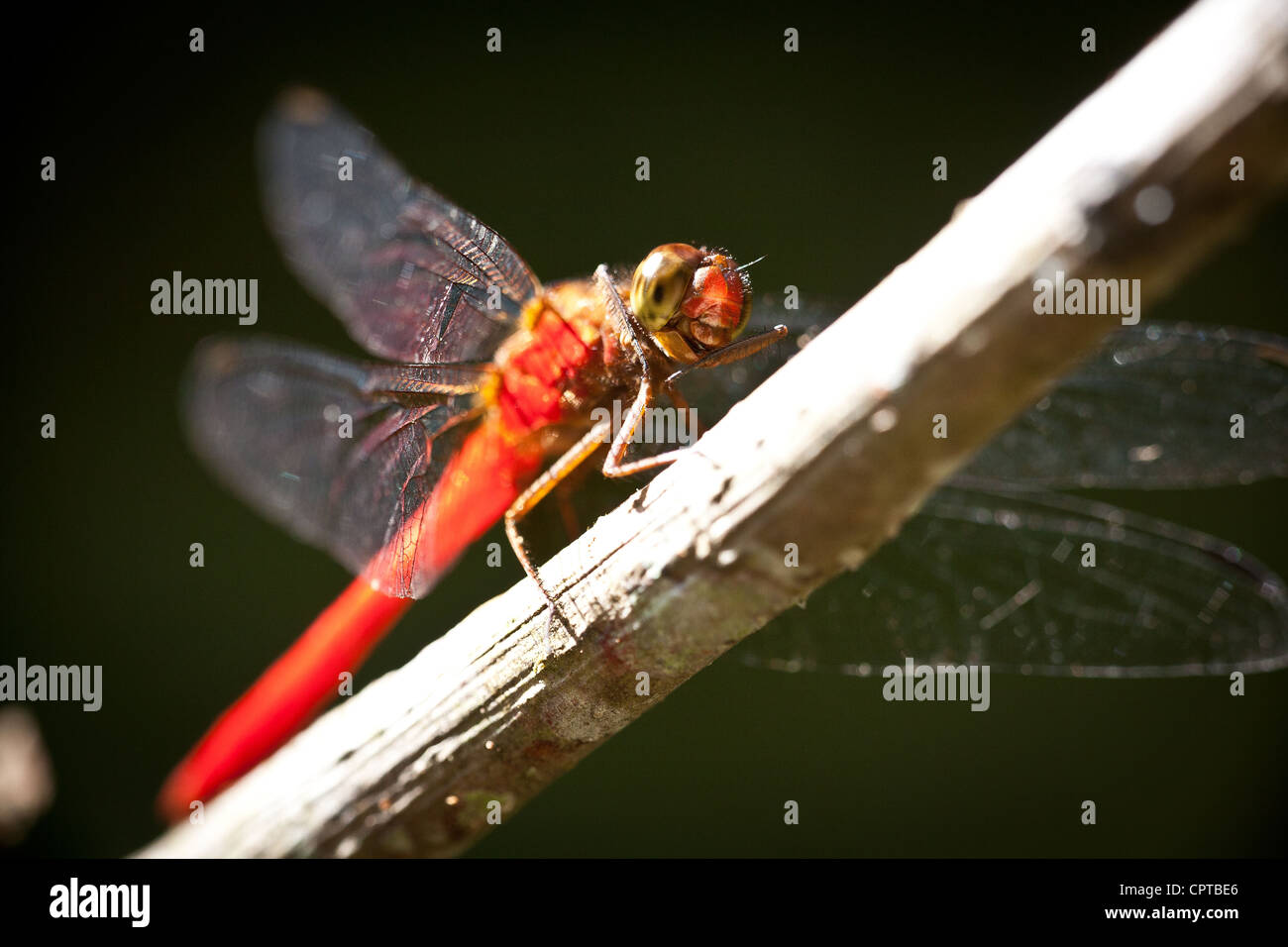 Arancione dragonfly skimmer, Orthetrum testaceum, nella foresta pluviale del Parco nazionale di Soberania, Repubblica di Panama. Foto Stock