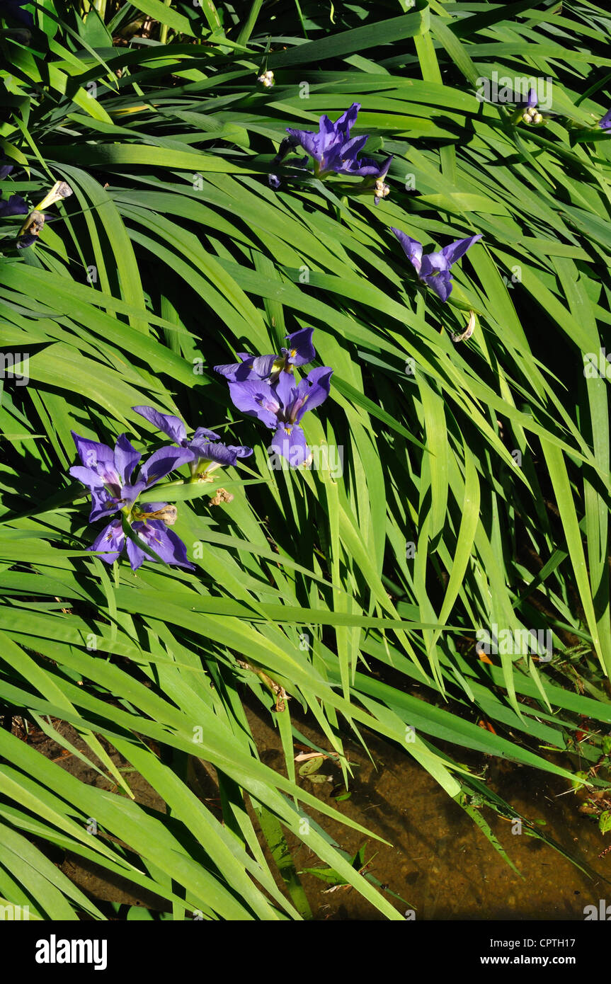 Spiderwort Concord fiori di uva Foto Stock