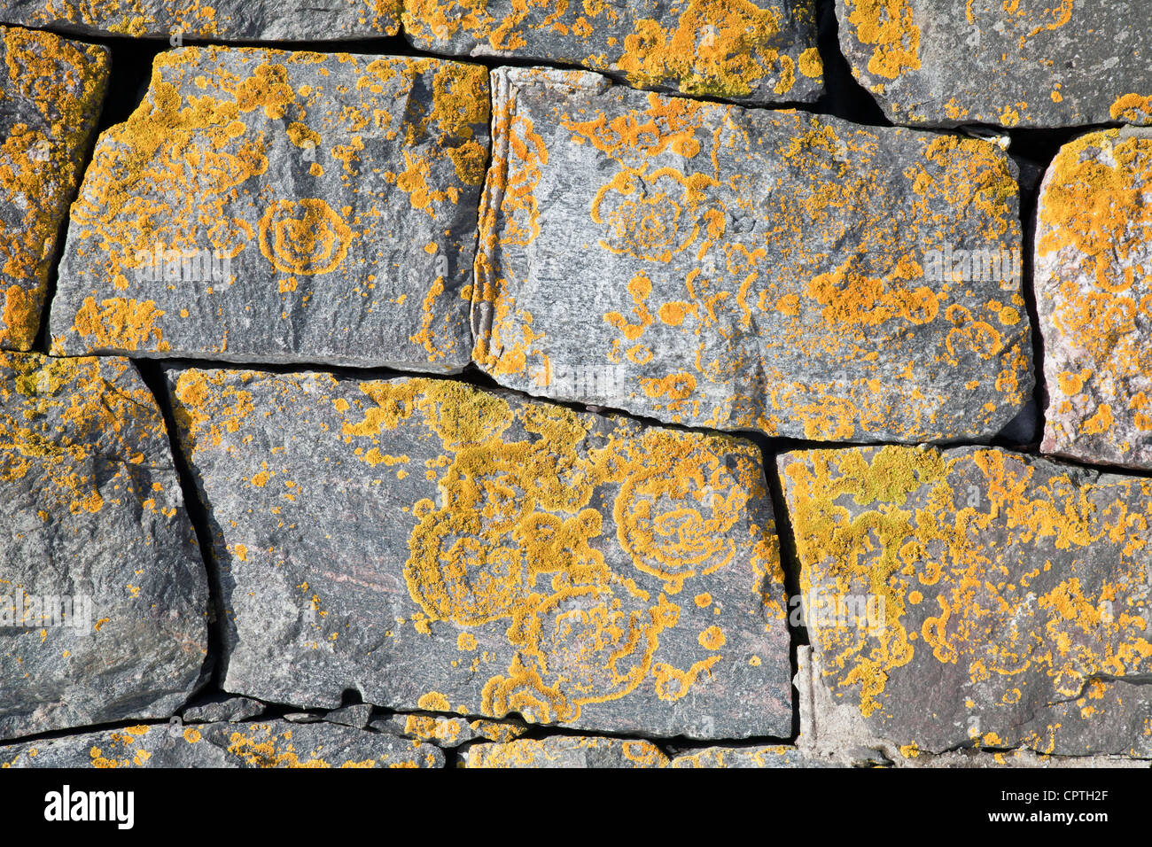 Texture di sfondo del vecchio muro di pietra con un luminoso lichen Foto Stock
