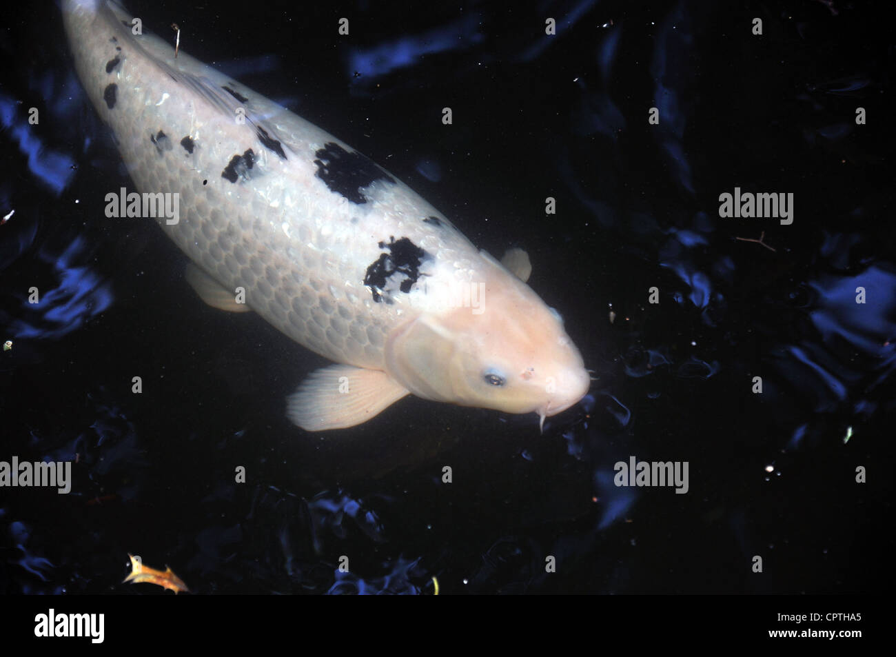 Uno spettacolare pesce Koi in stagno Foto Stock