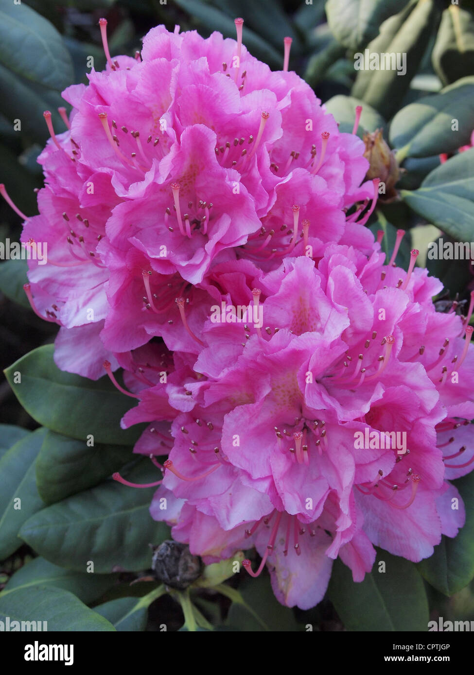 Close up di rosa fiori di rododendro Bleskensgraaf, Paesi Bassi Foto Stock