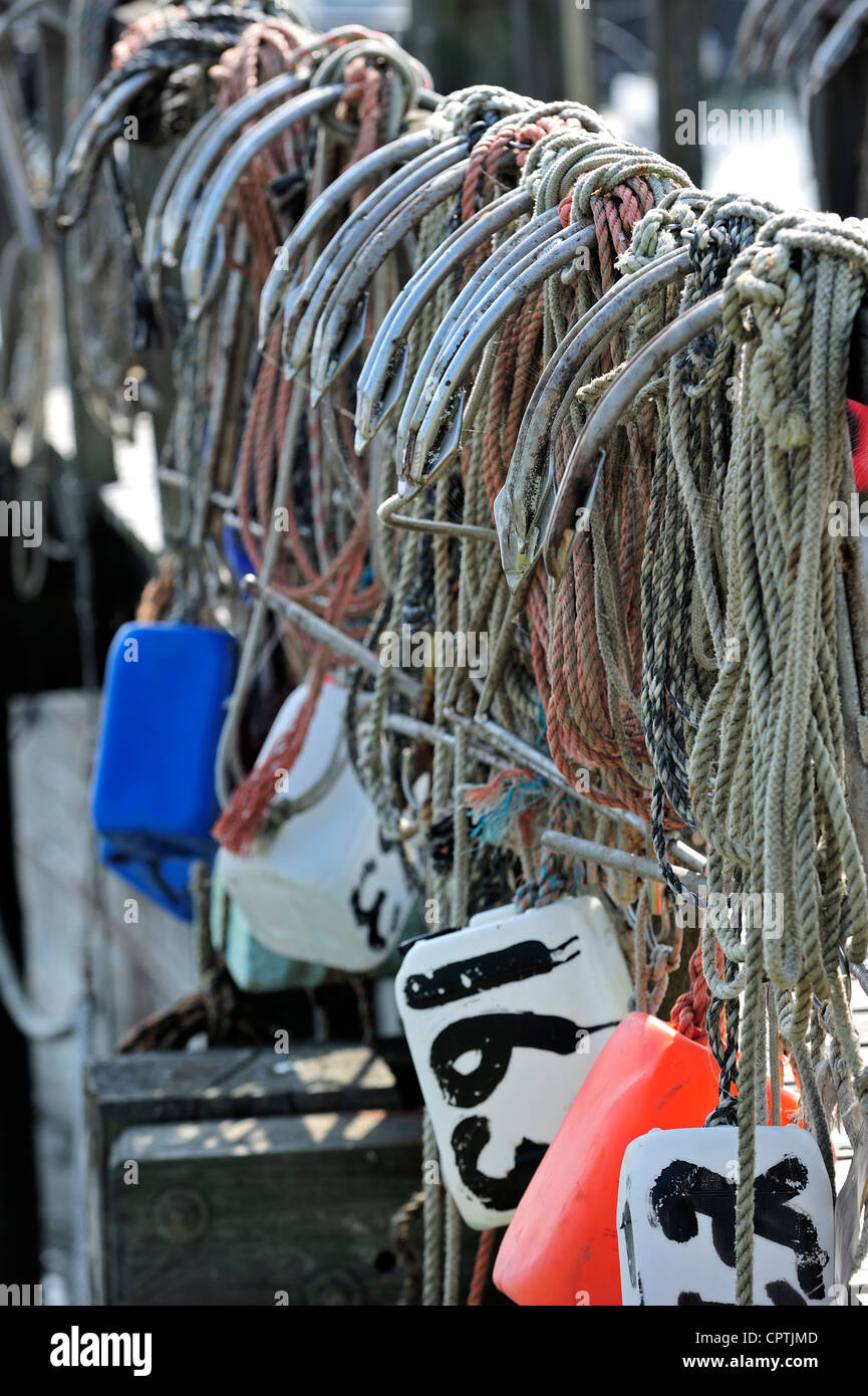 Fila di tasselli sospesi dal molo nel porto di Yerseke lungo la Oosterschelde / Schelda Orientale, Zelanda, Paesi Bassi Foto Stock