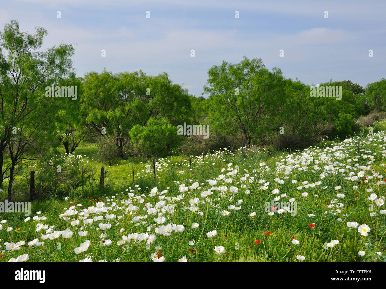 Fiori Selvatici, Texas, Stati Uniti d'America Foto Stock