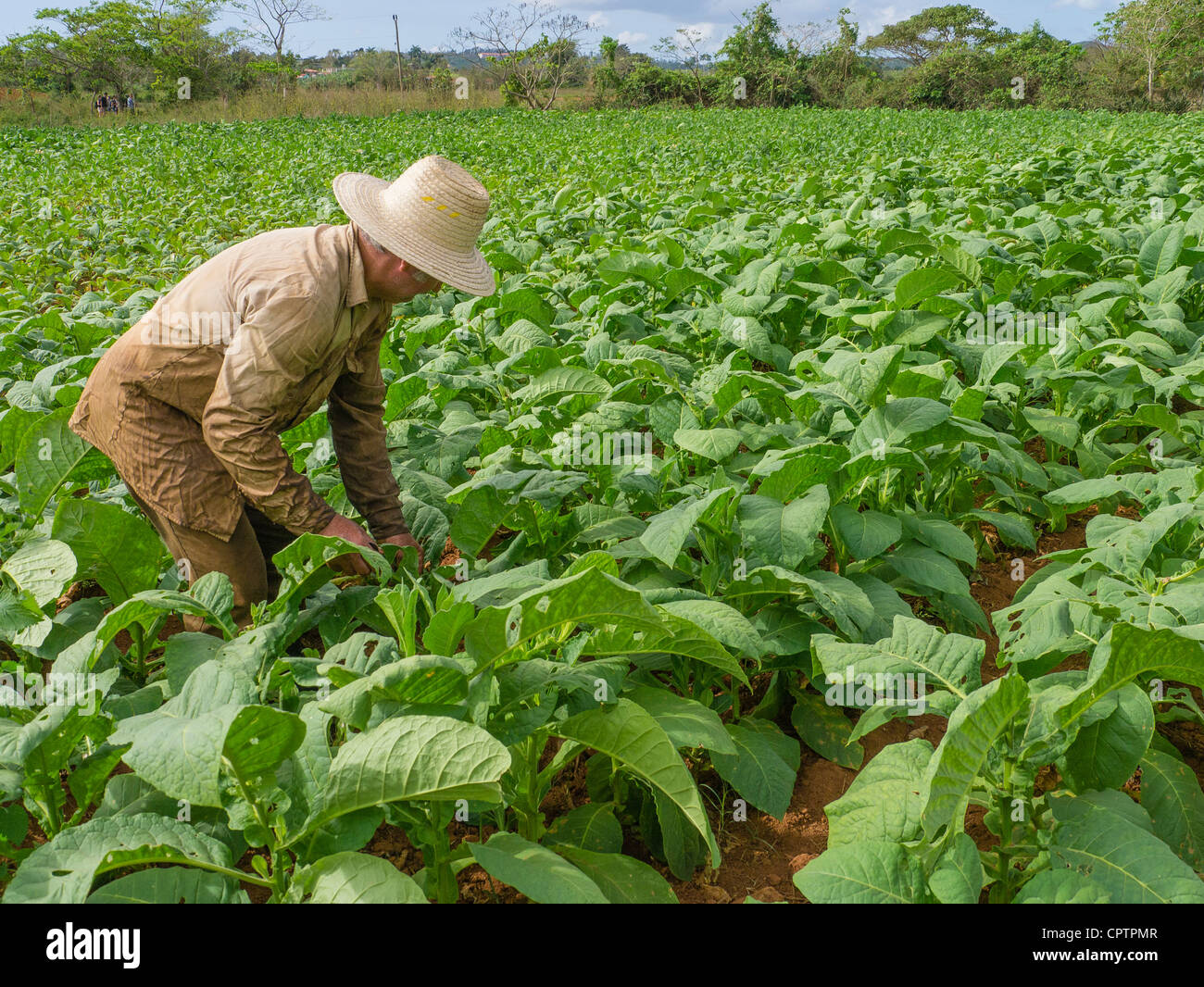 Un vecchio cubano maschio adulto farmworker tabacco dei raccolti nei campi verdi con terra rossa nei pressi di Viñales nella parte occidentale di Cuba. Foto Stock