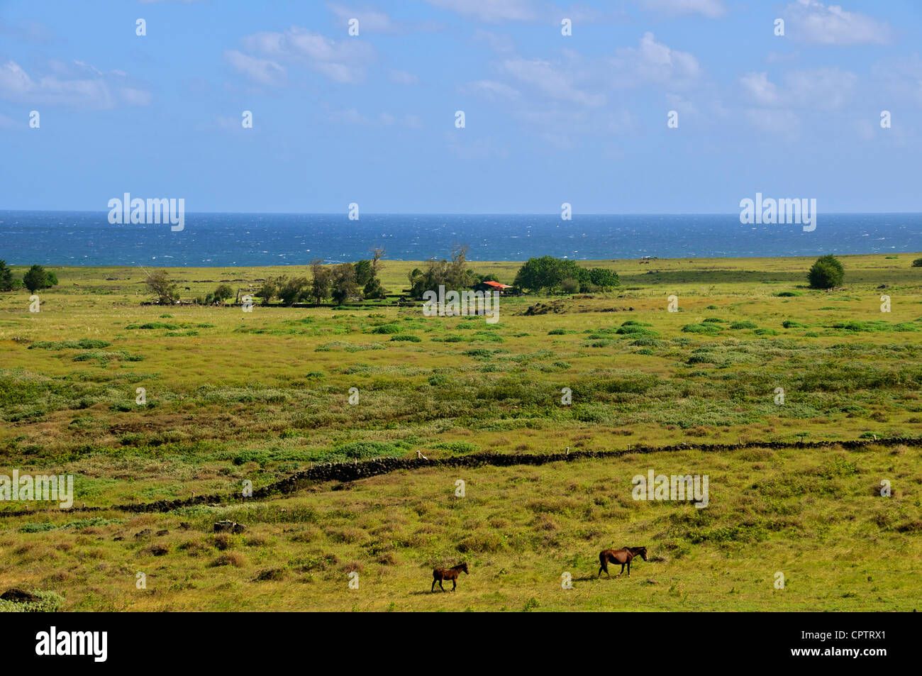 Vista panoramica agriturismo costa meridionale dell'isola di pasqua Cile Foto Stock