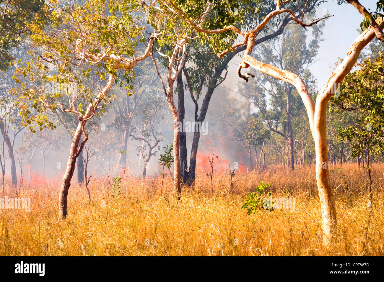 Bushfire outback nel Territorio del Nord Australia Foto Stock