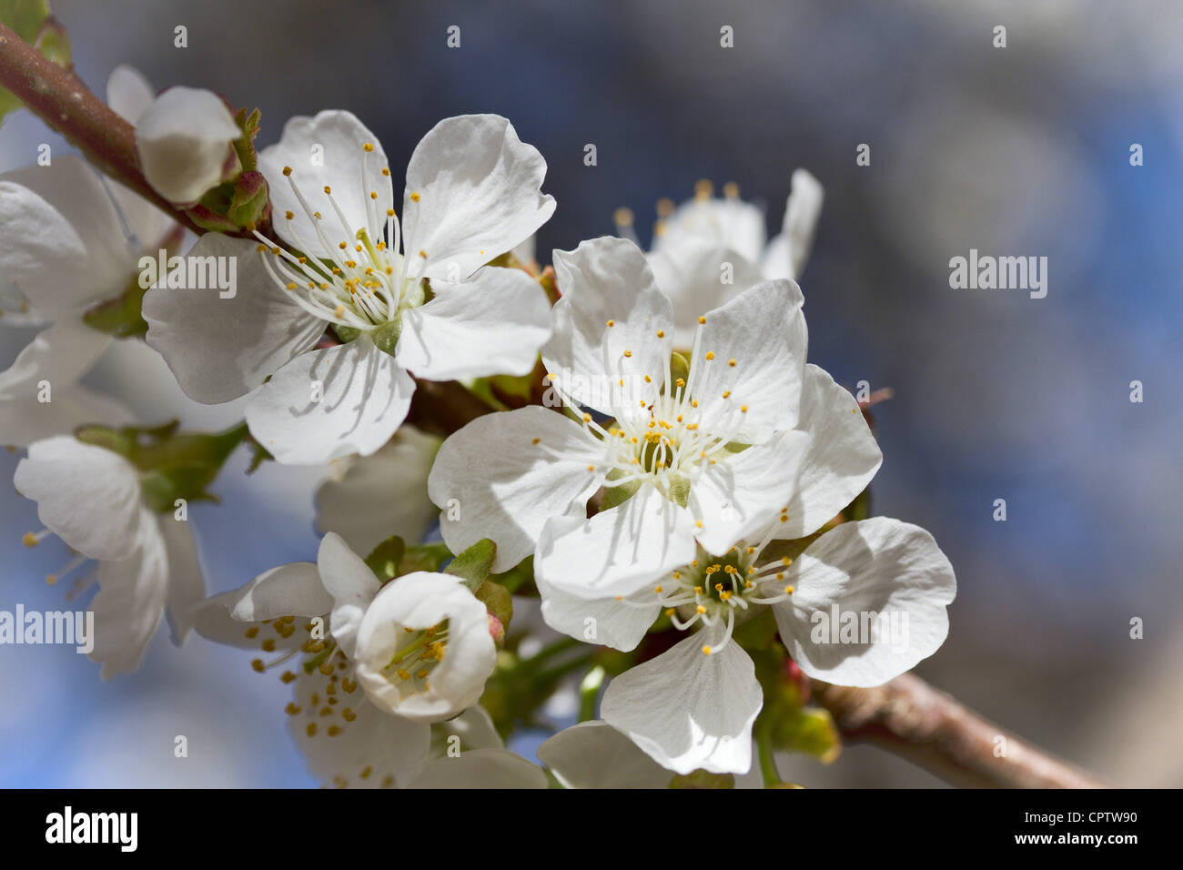 Fiori Ciliegio; Pony in un Cherry Orchard Foto Stock