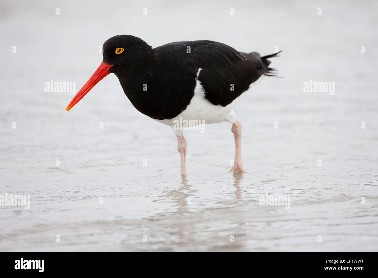 Magellanic Oystercatcher (Haematopus leucopodus) adulto rovistando nel surf sulla isola di carcassa nelle Falkland. Foto Stock