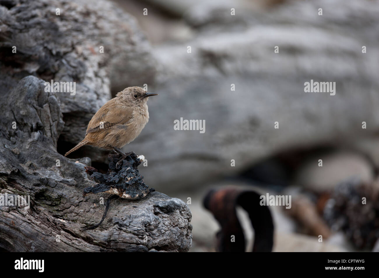 Casa Wren (Troglodytes aedon cobbi), Cobb la sottospecie sull isola di carcassa nelle Falkland. Foto Stock