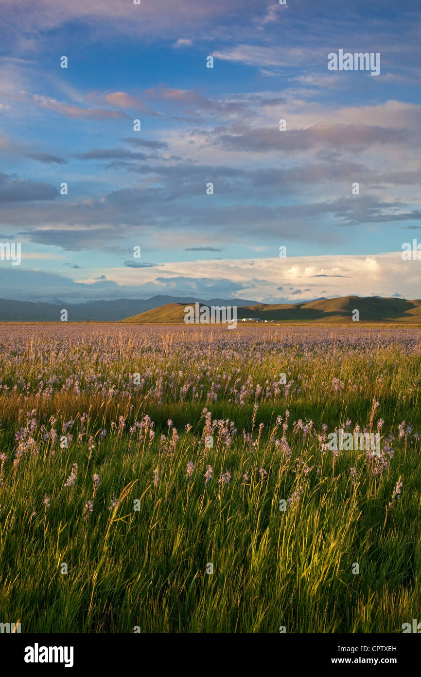 Camas County, Idaho Centennial Marsh Camas Prairie sera nuvole sopra camas praire e lontane colline Foto Stock