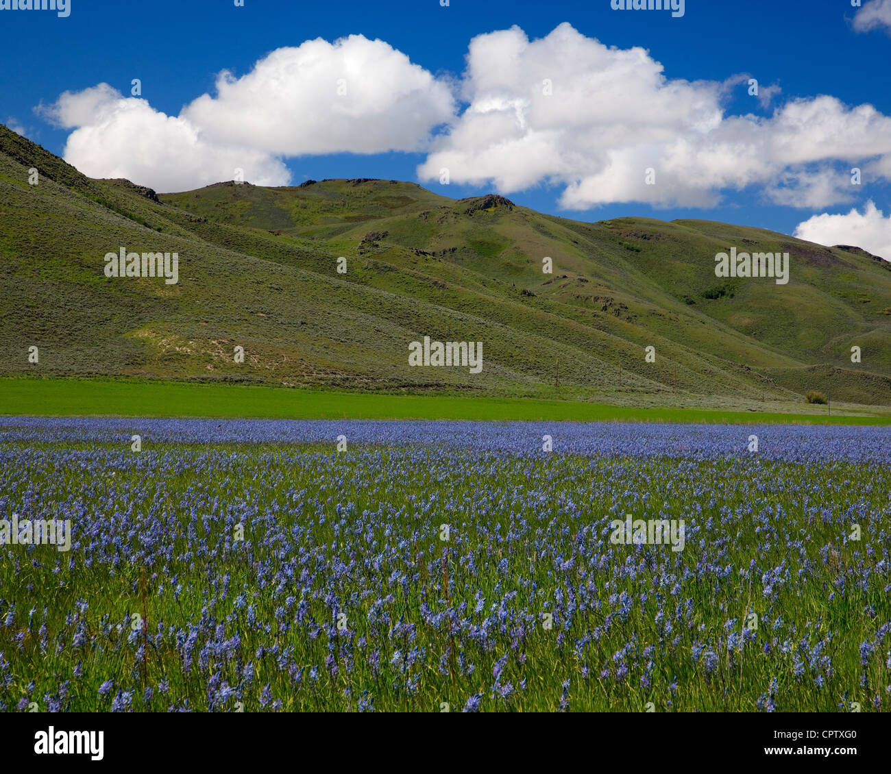 Camas County, Idaho: Centennial Marsh Camas Prairie Foto Stock