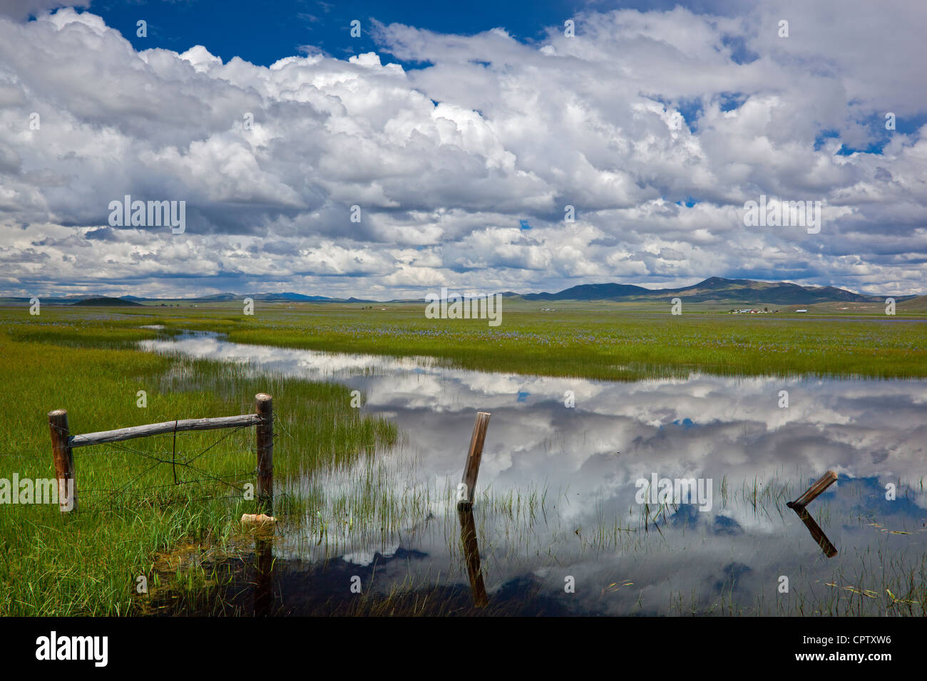 Camas County, Idaho: Centenial Marsh Camas Prairie con recinto e riflessioni cloud al bordo della palude Foto Stock