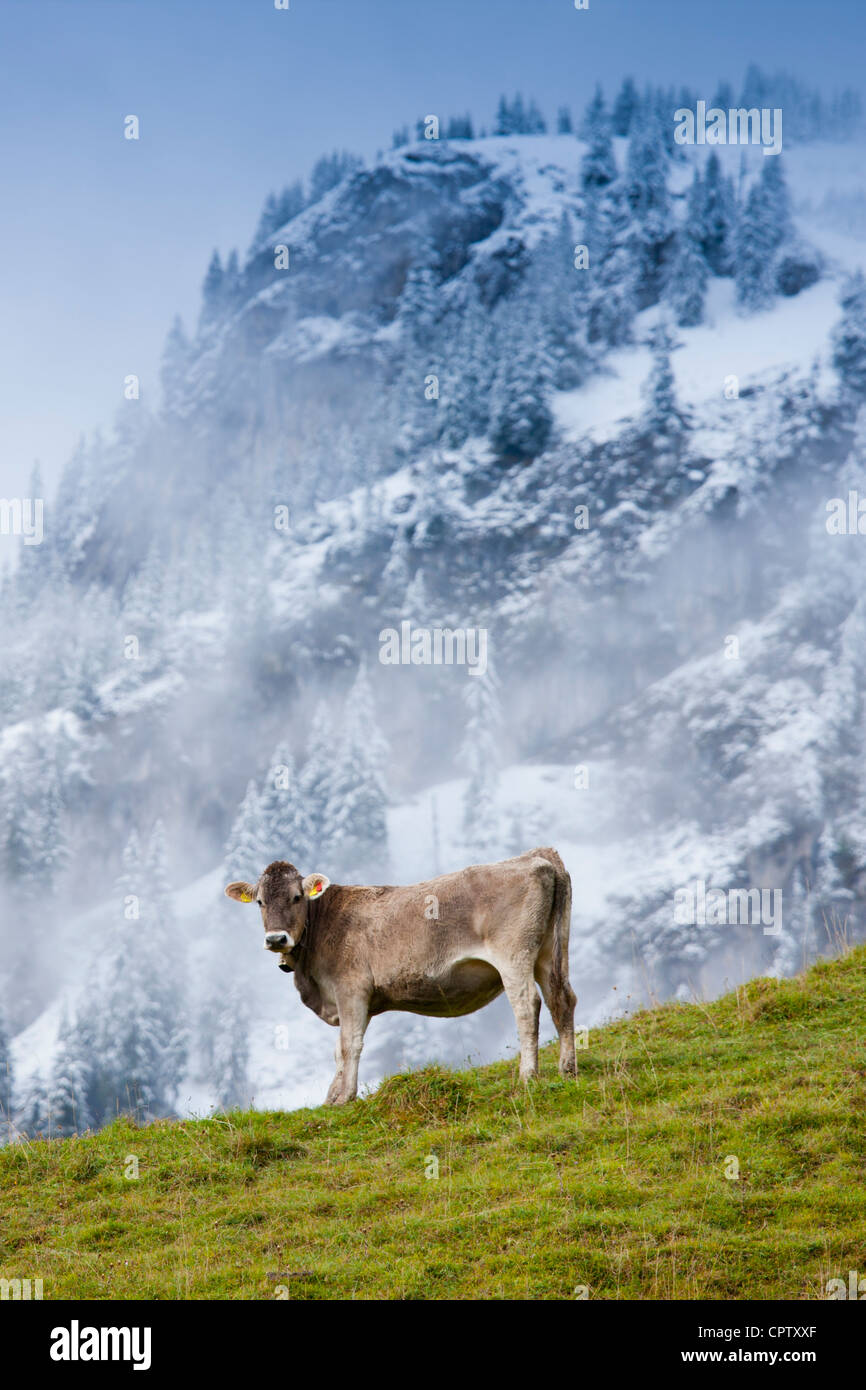 Tradizionale alpino il bestiame nelle Alpi Bavaresi, Germania Foto Stock