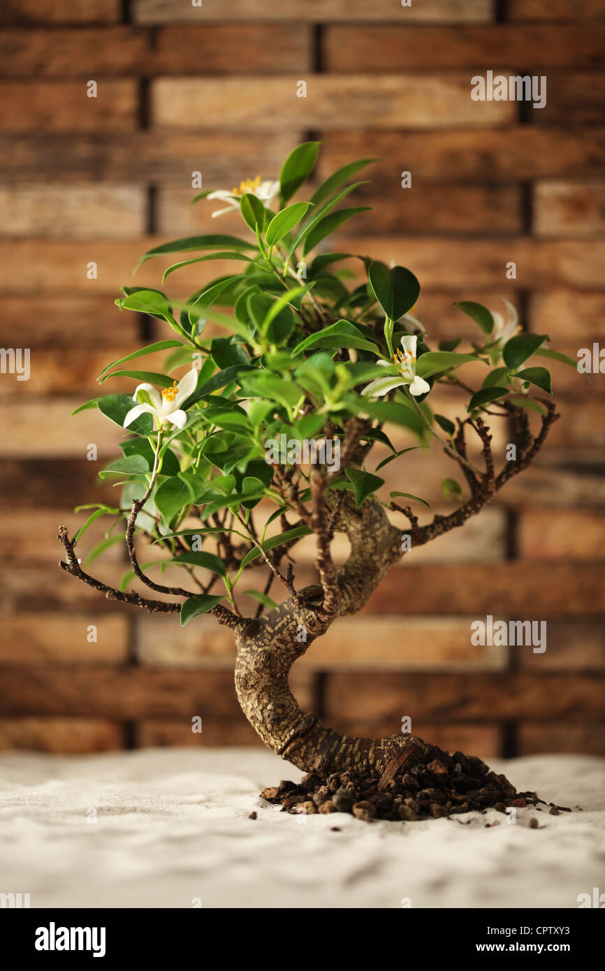 Albero dei bonsai Foto Stock