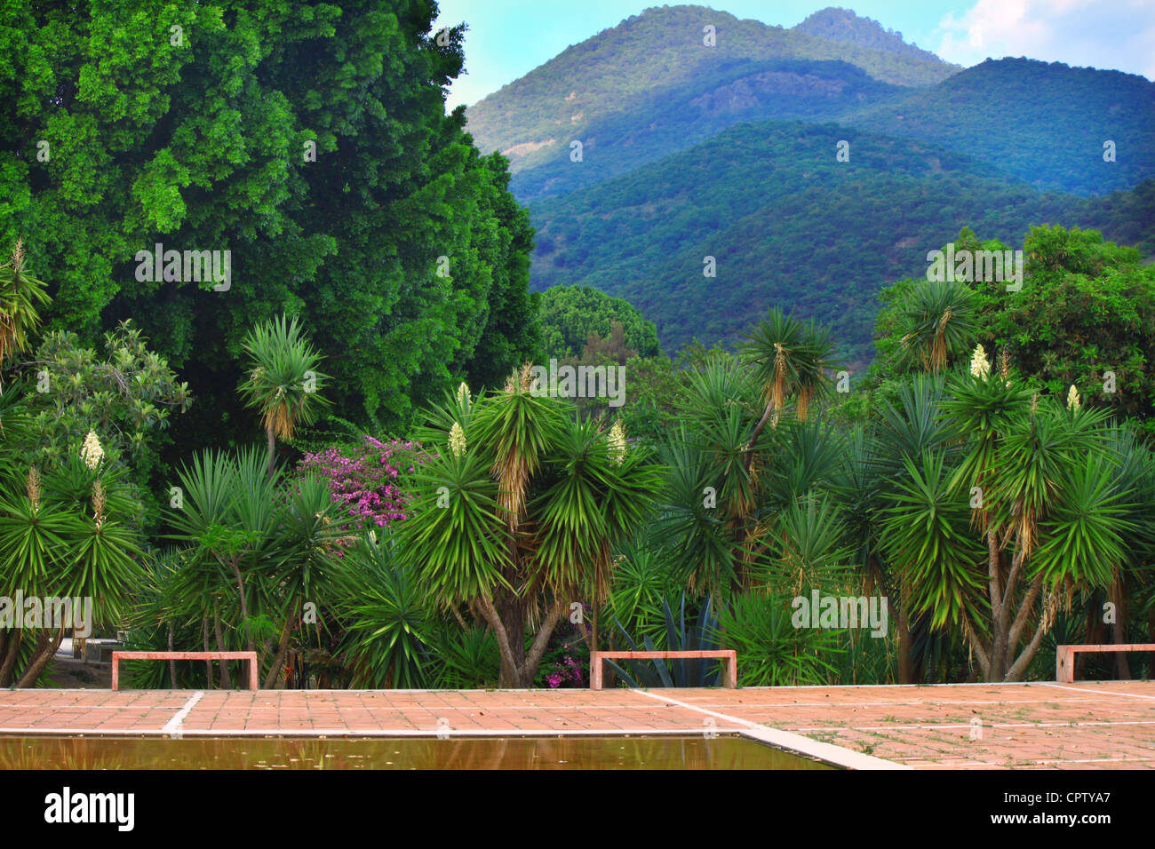 Bordo della Piscina riflettente in giardino guardando fuori di yucca piante, ahuehuete alberi e montagne in Vista Hermosa, San Agustin Etla. Foto Stock